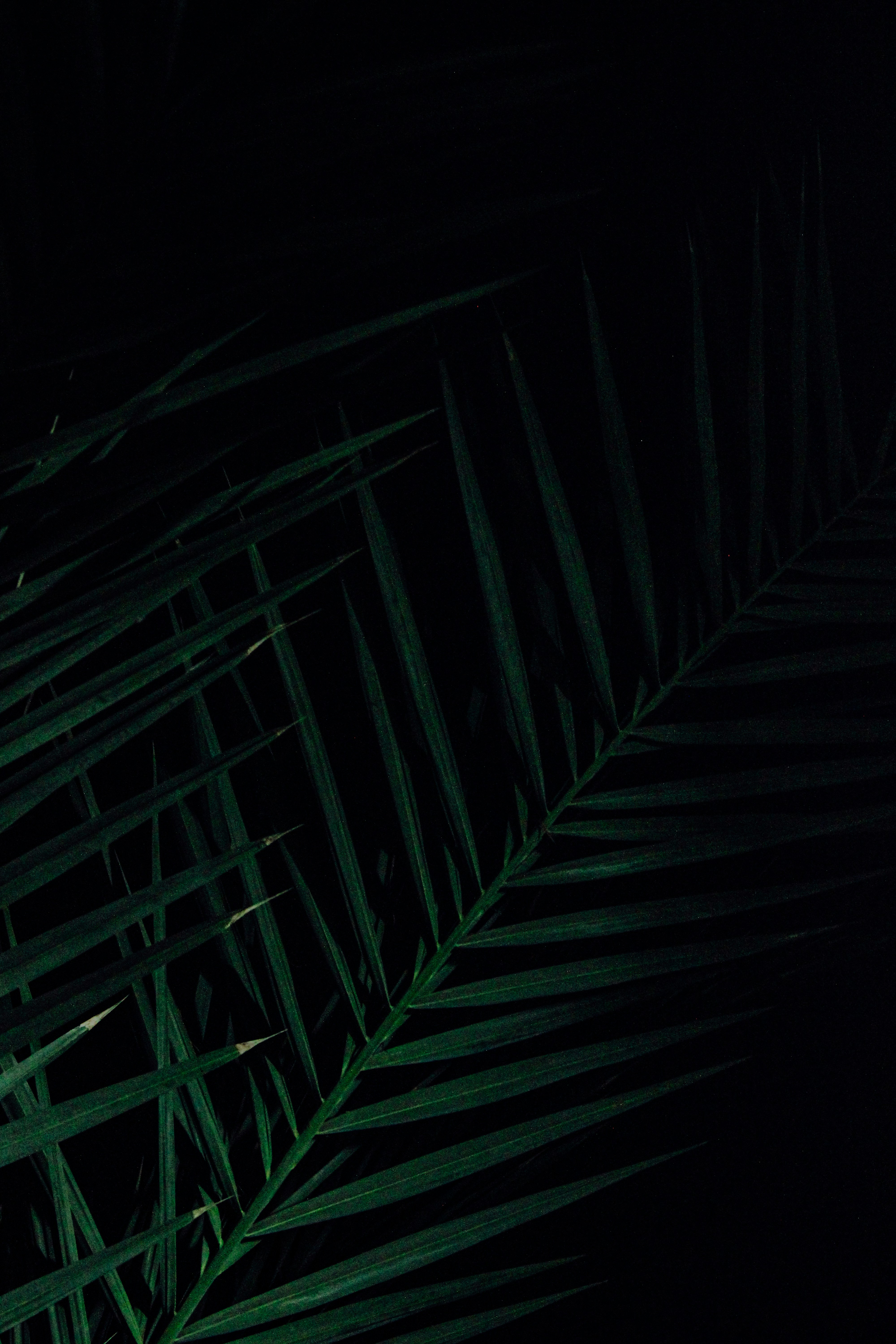 光影的旅行者 - 瓦纳杰·占万