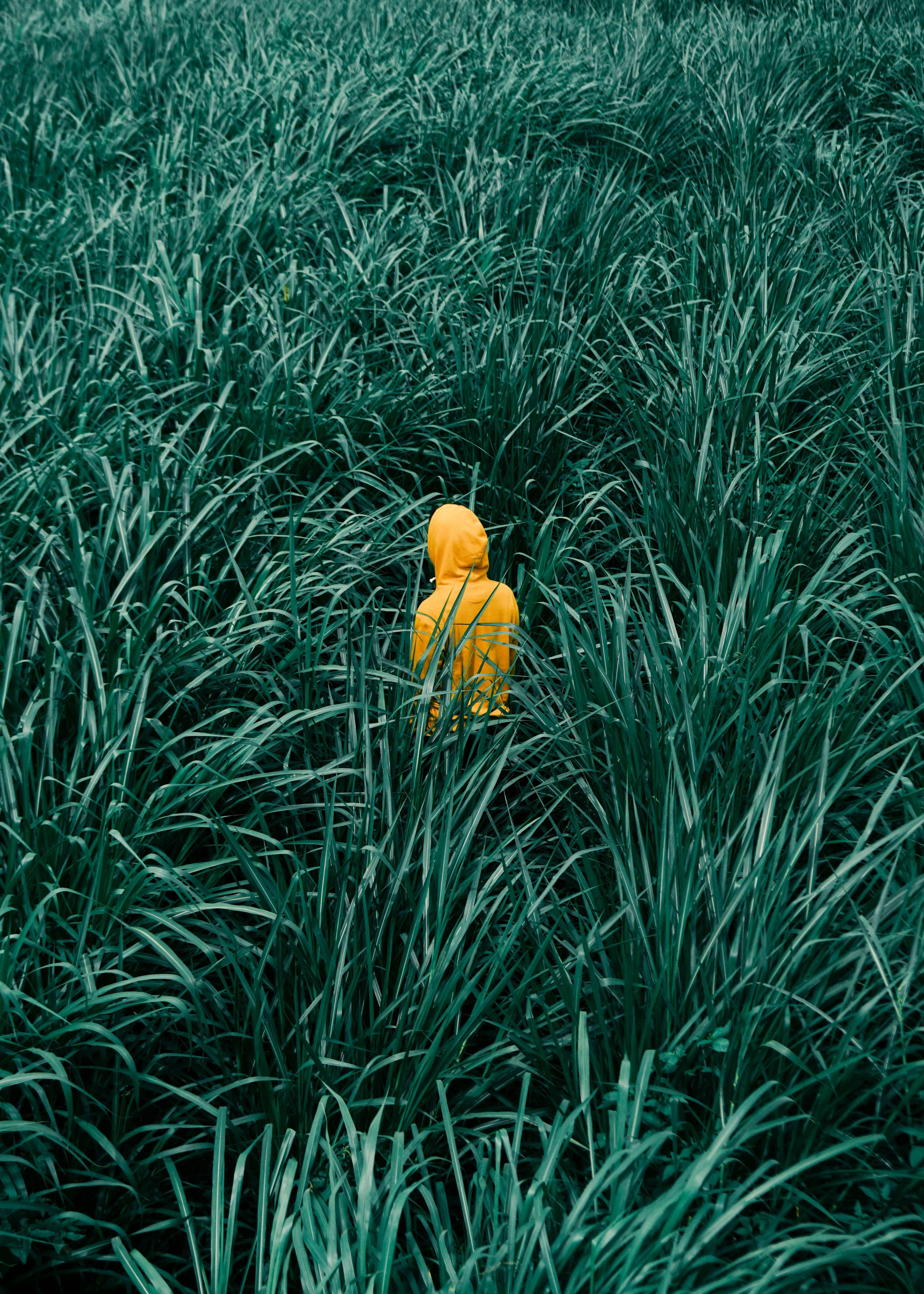 G R E E N - Y E L L O W . HD mobile wallpaper