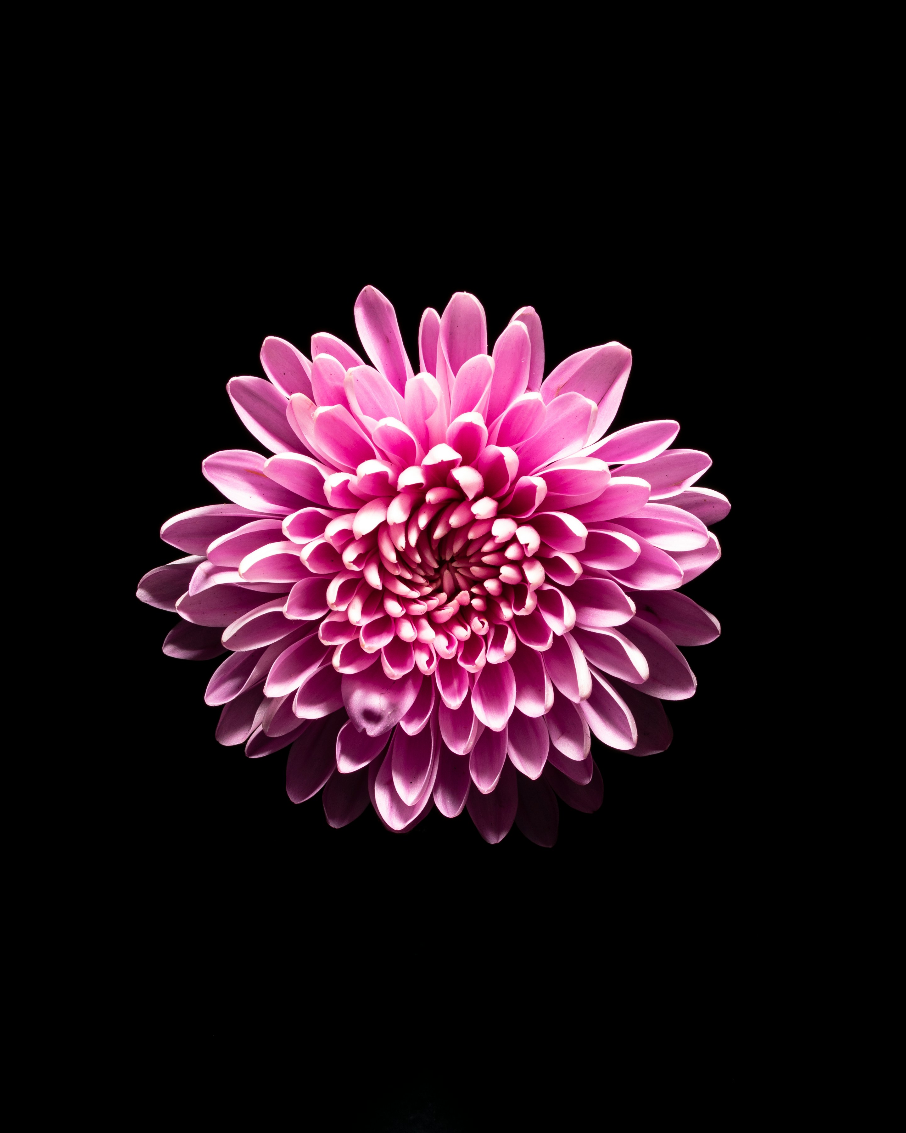 A Large Pink Flower On A Black Background HD mobile wallpaper