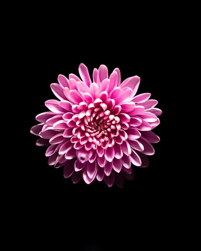 粉色花朵在黑暗中绽放壁纸预览