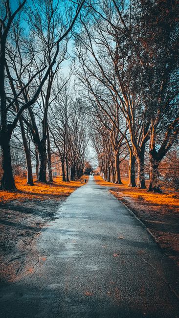 Tranquil Path Lined By Leafless Trees With Warm Autumn Hues And Blue Skies. wallpaper preview