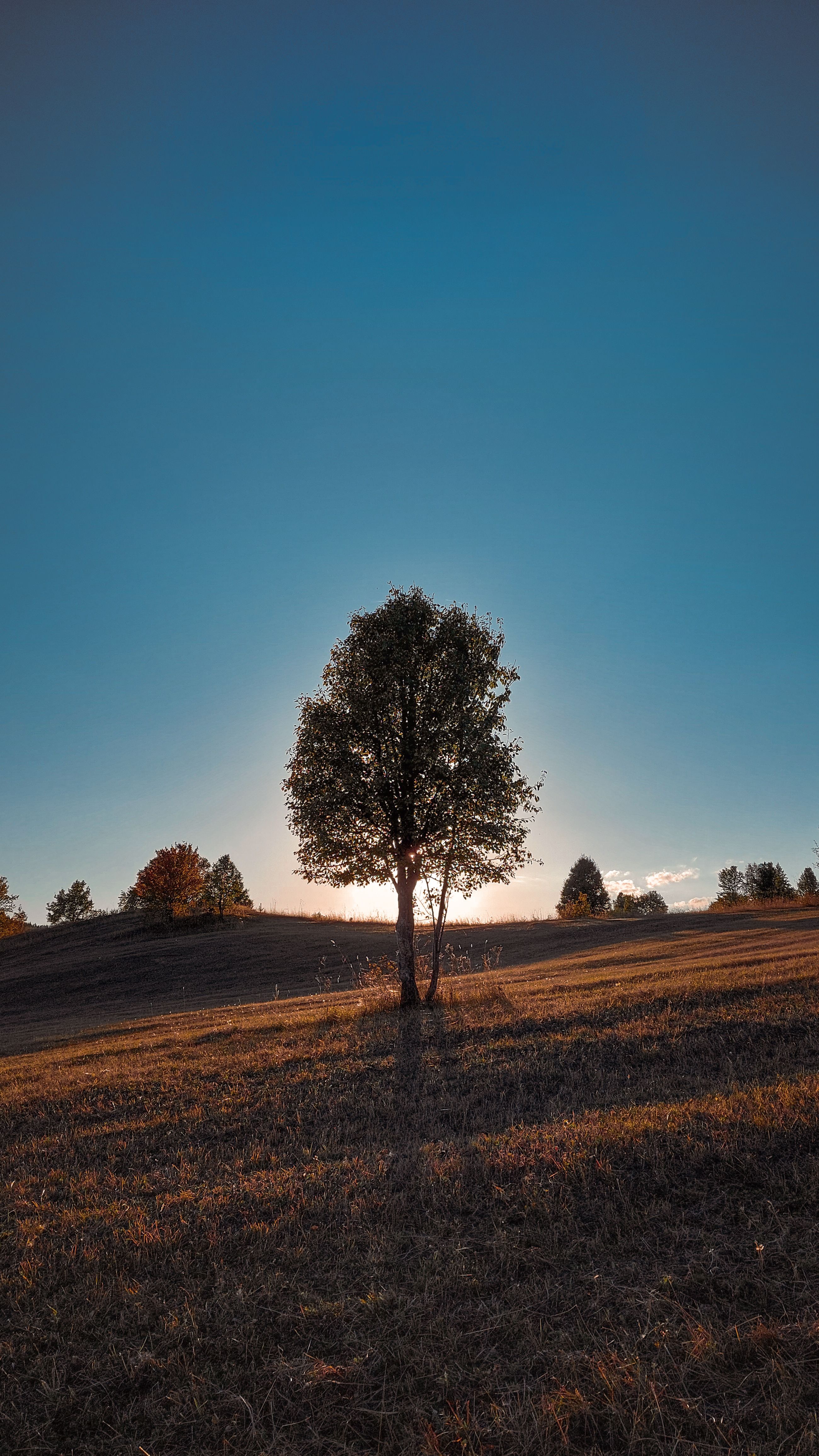 A Lone Tree Stands In A Sunlit Autumn Field Under A Clear Blue Sky. HD mobile wallpaper