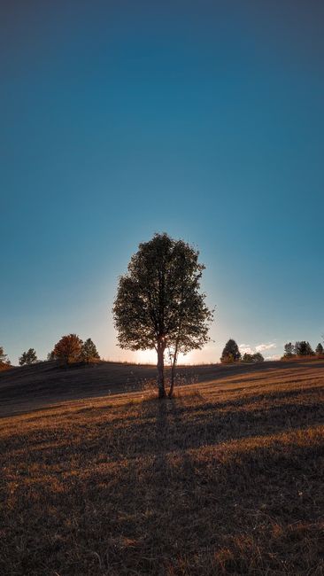 A Lone Tree Stands In A Sunlit Autumn Field Under A Clear Blue Sky. wallpaper preview