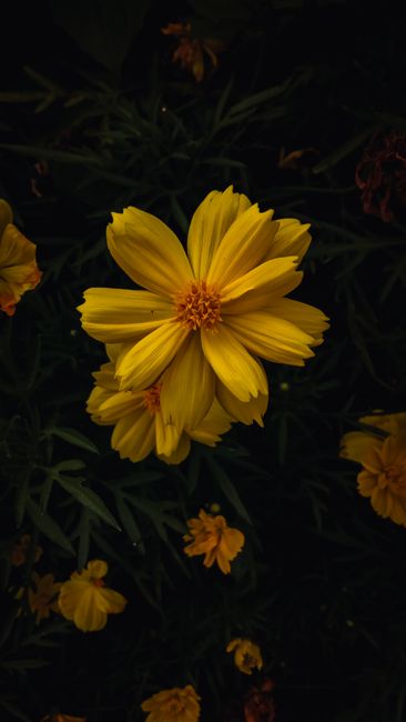 Captivating Yellow Cosmos Flowers Bloom Against A Dark Backdrop. Perfect For Vibrant Nature Photography.