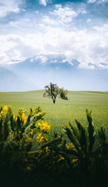 A Solitary Tree In Maras, Peru, Set Against A Backdrop Of Green Fields And Majestic Mountains. wallpaper preview