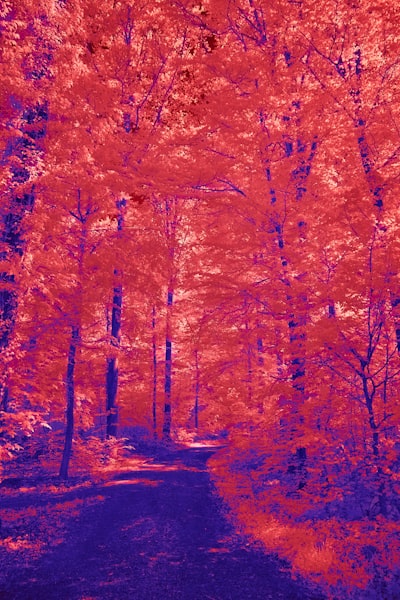 在森林小徑上，蔭紅的紅葉與紫翩的土地相映生輝桌布預覽