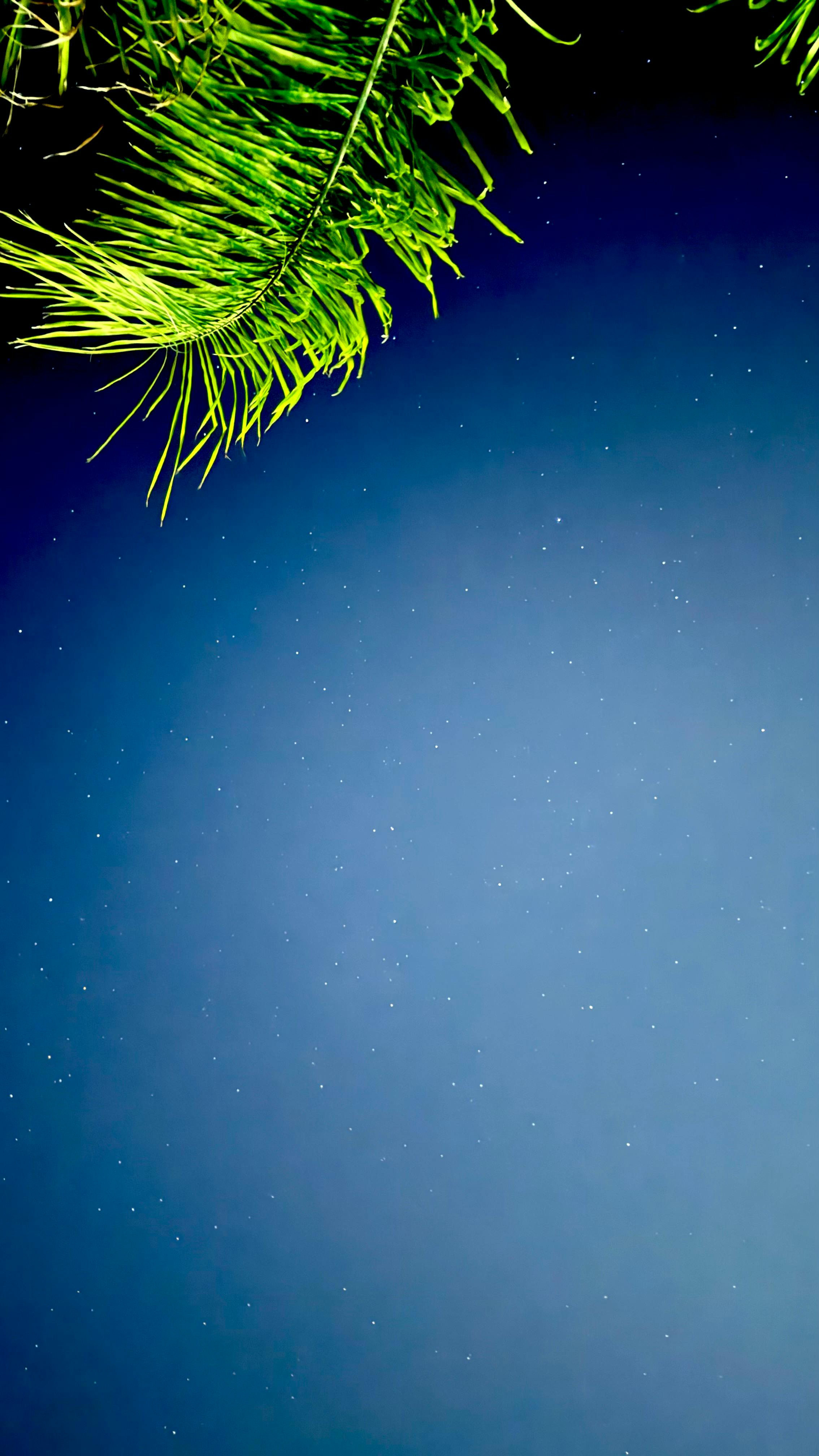 A Serene View Of A Starry Night Sky Framed By Palm Fronds In The Bahamas, Ideal For Backgrounds. HD mobile wallpaper