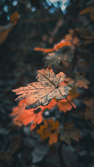 A Detailed Close-up Of Vibrant Autumn Maple Leaves In A Wooded Setting, Highlighting The Season's Colors. wallpaper preview