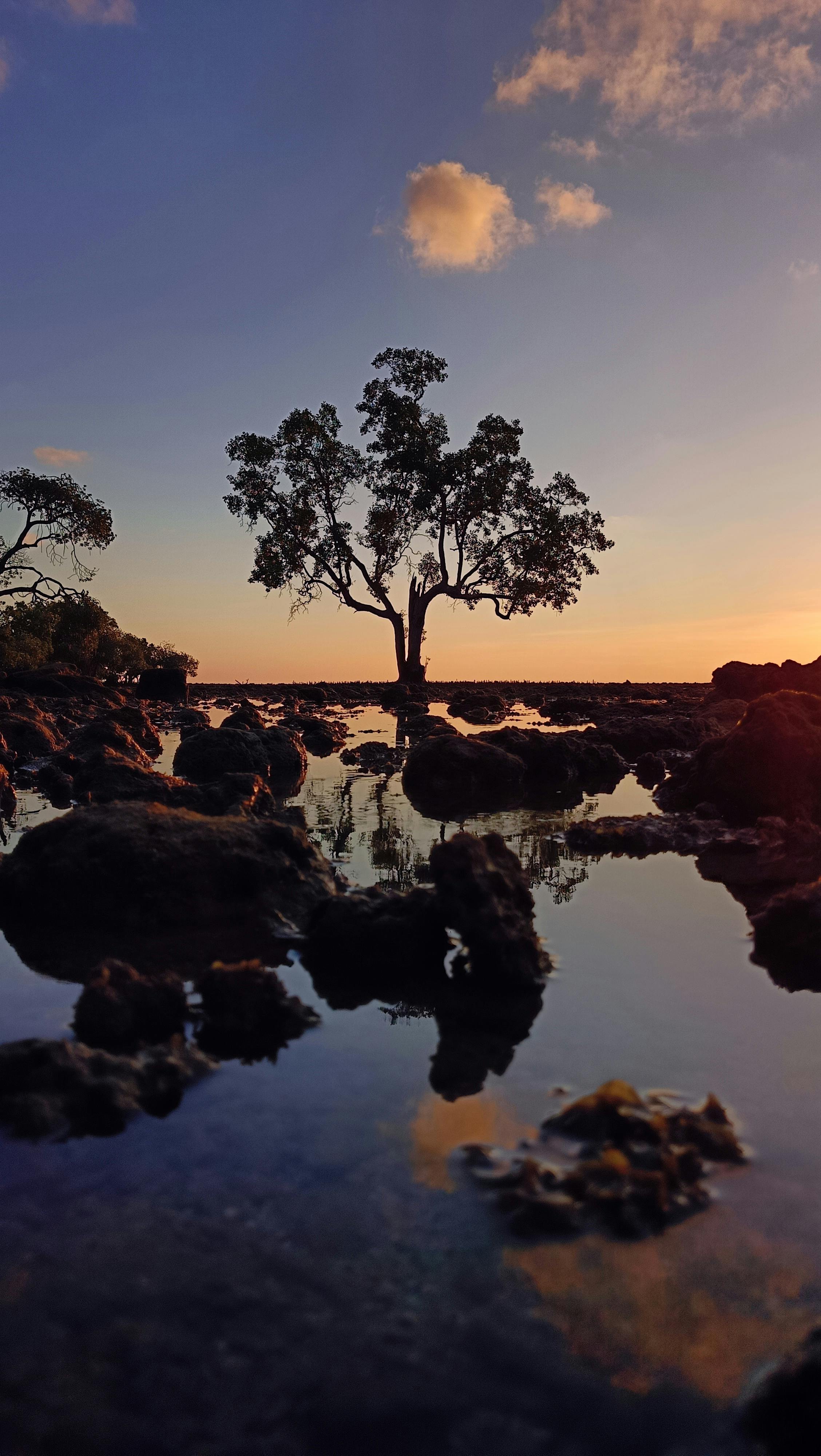 A Tranquil Scene Of A Lone Tree By The Sea During Sunset With Calm Reflections. HD mobile wallpaper