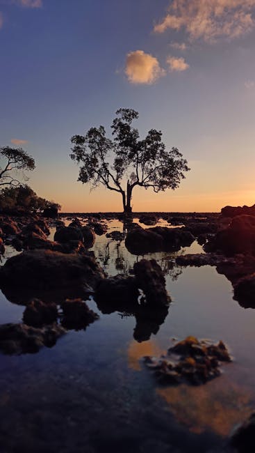 A Tranquil Scene Of A Lone Tree By The Sea During Sunset With Calm Reflections. wallpaper preview