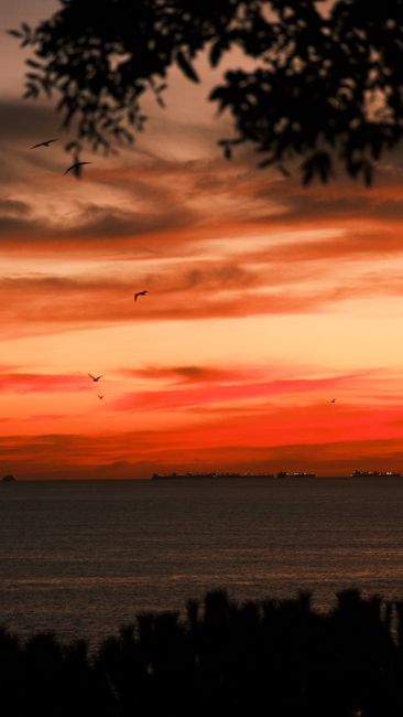 A Breathtaking Sunset Over The Ocean With Silhouetted Birds And Distant Ships, Offering A Peaceful Vibe. wallpaper preview
