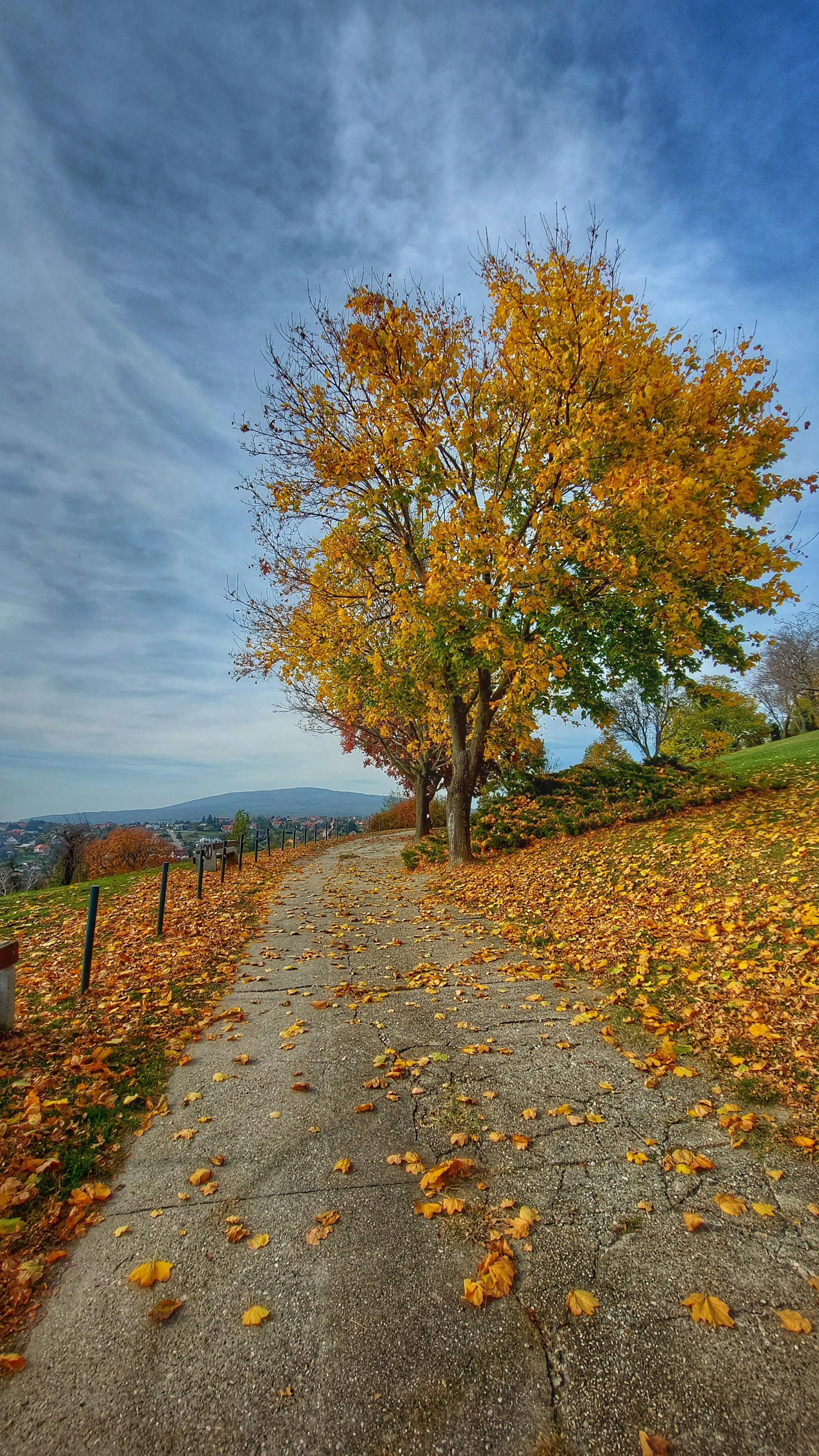 Discover The Beauty Of A Leaf-strewn Path Lined With Vibrant Autumn Foliage In Pécs, Hungary. HD mobile wallpaper