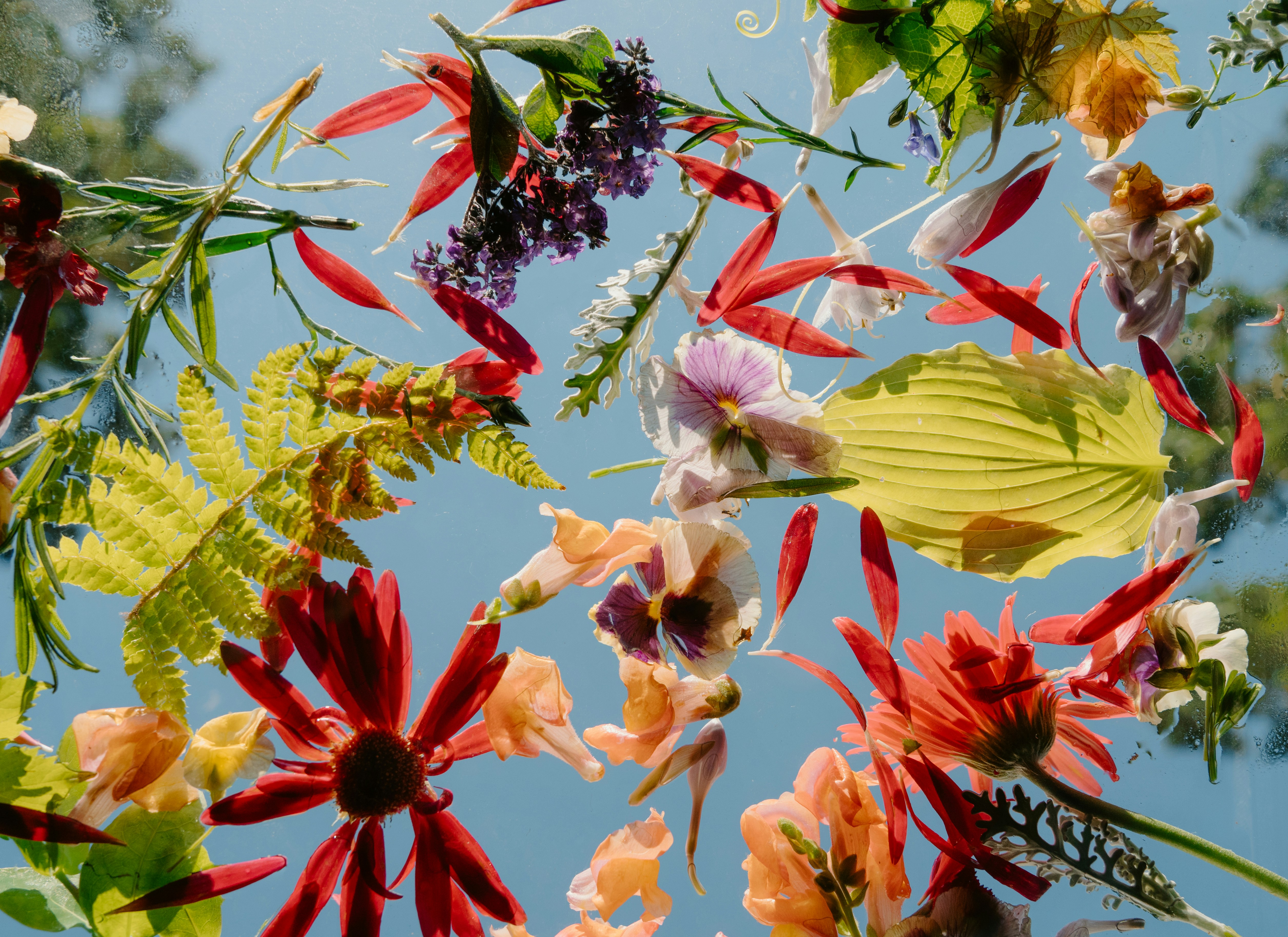 Colorful Flowers And Leaves Floating Against A Blue Background. HD mobile wallpaper