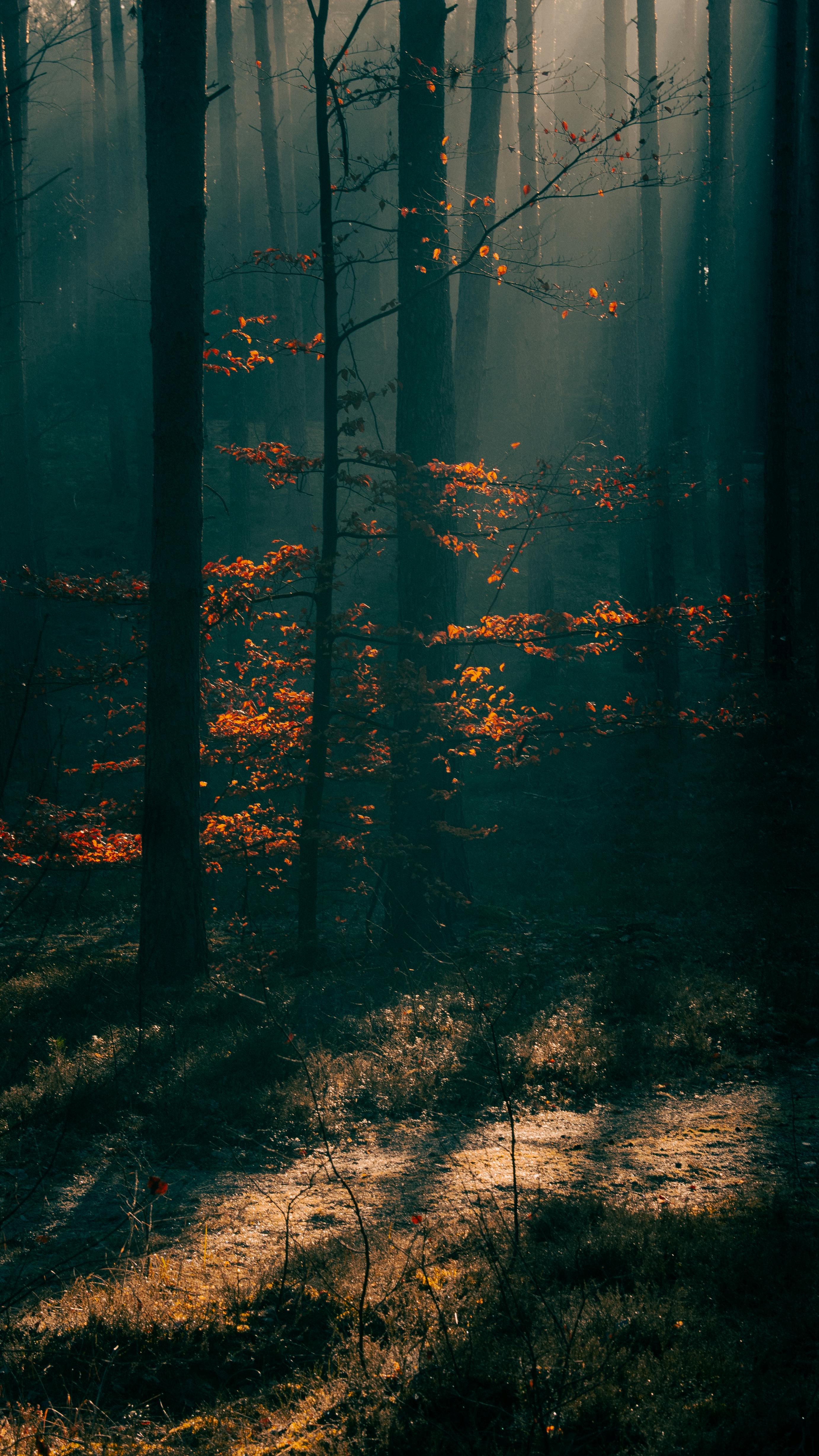 A Serene Autumn Forest In Poland With Mist And Warm Sunlight Filtering Through The Trees. HD mobile wallpaper