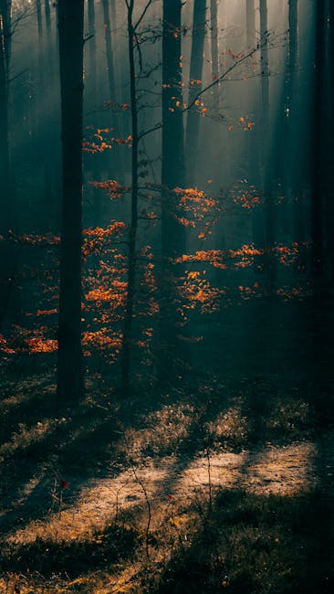 A Serene Autumn Forest In Poland With Mist And Warm Sunlight Filtering Through The Trees. wallpaper preview