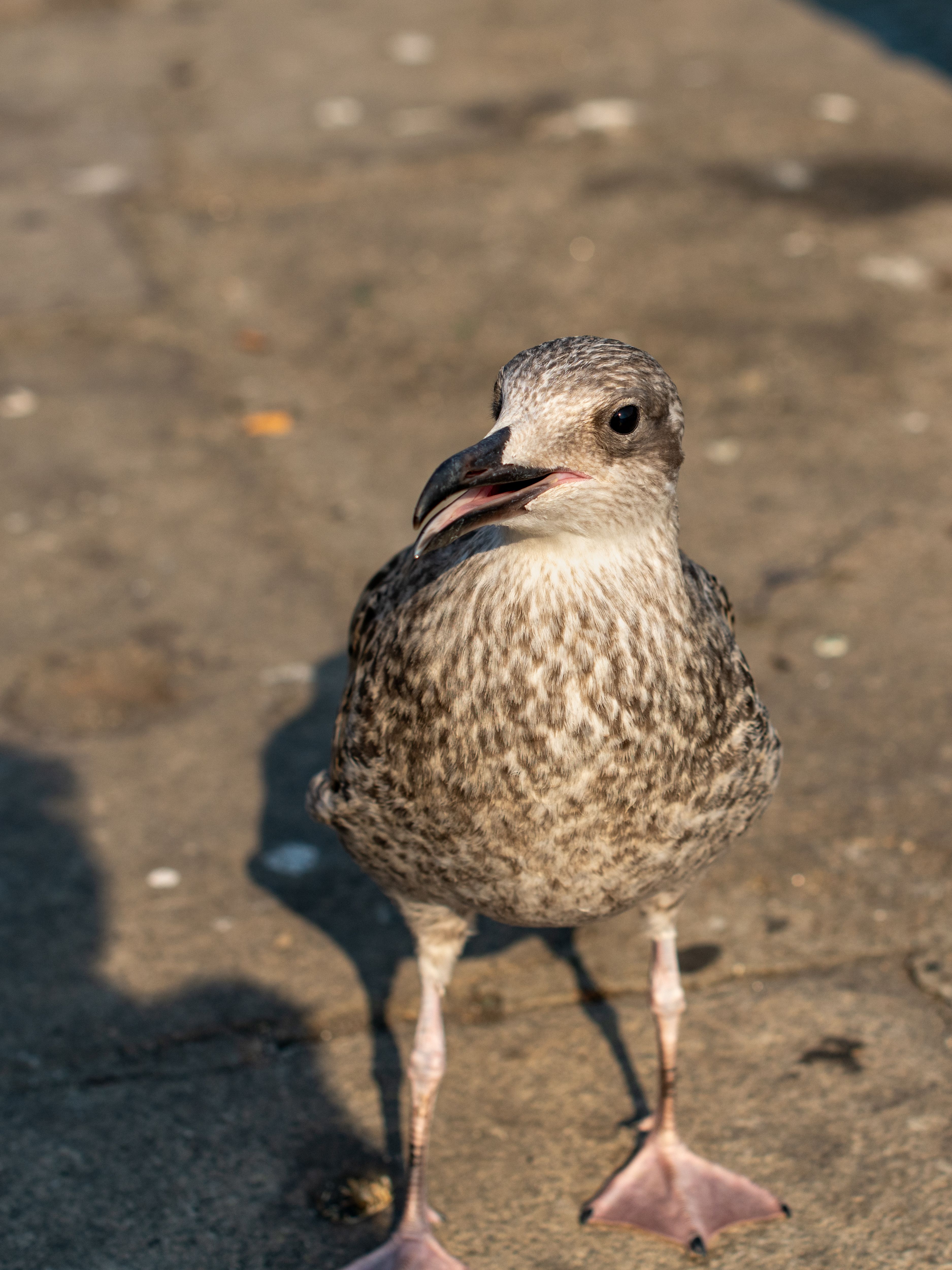 Close-up Of A Seagull Standing On Pavement In Porto, Portugal, Under Bright Sunlight. HD mobile wallpaper
