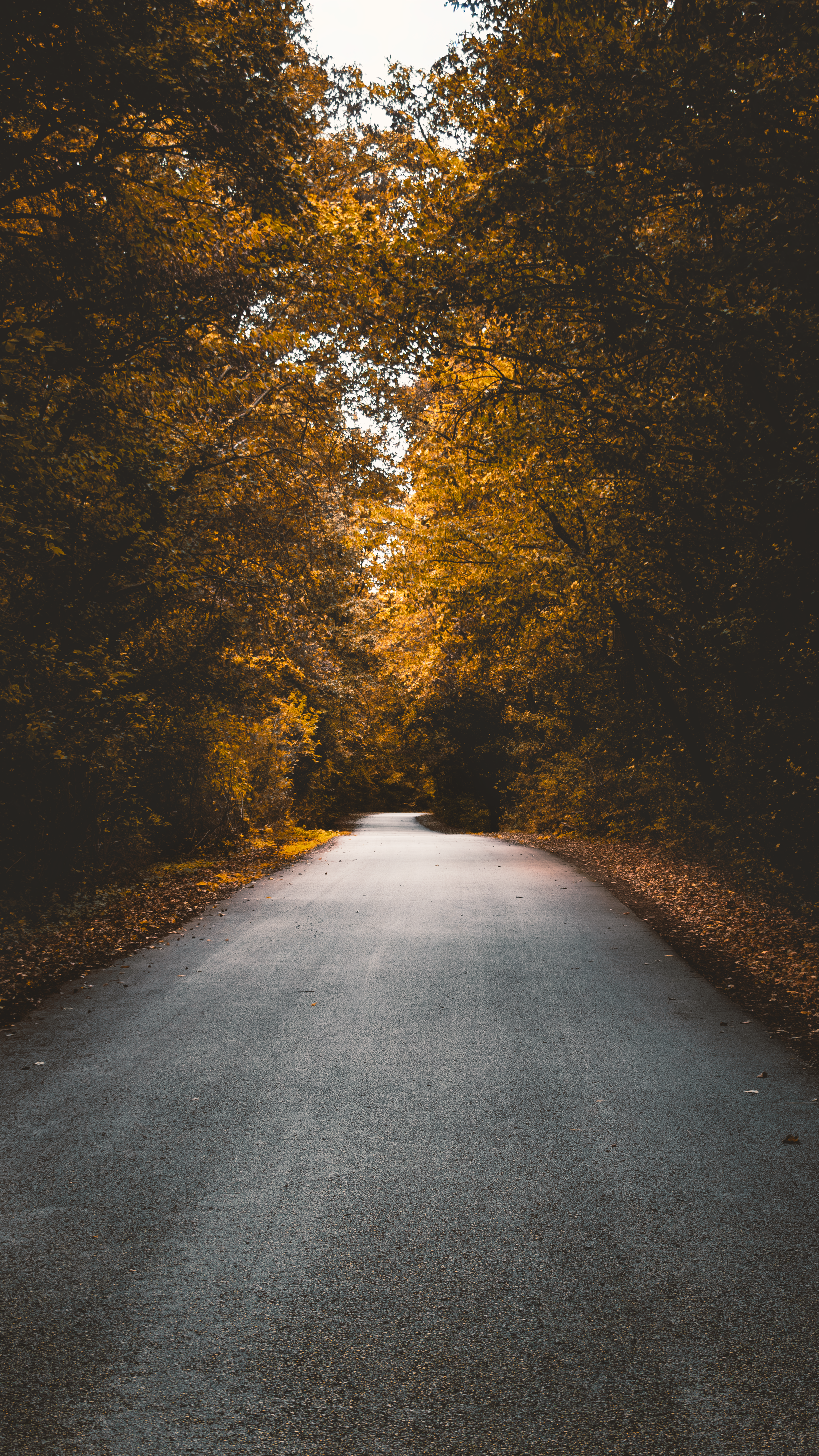 Scenic Autumn Road Lined With Golden Trees, Capturing The Serene Beauty Of Hungary In Fall. HD mobile wallpaper