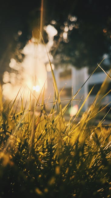 Sunrise Illuminating Dewy Grass With Soft, Golden Light, Creating A Warm And Serene Autumn Morning. wallpaper preview