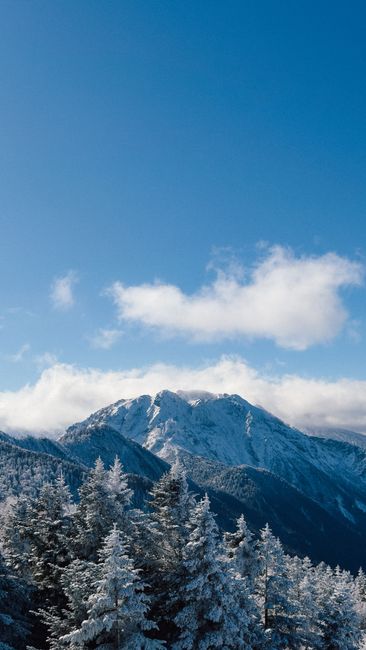 日本雪山松林下的清空的蓝天壁纸预览