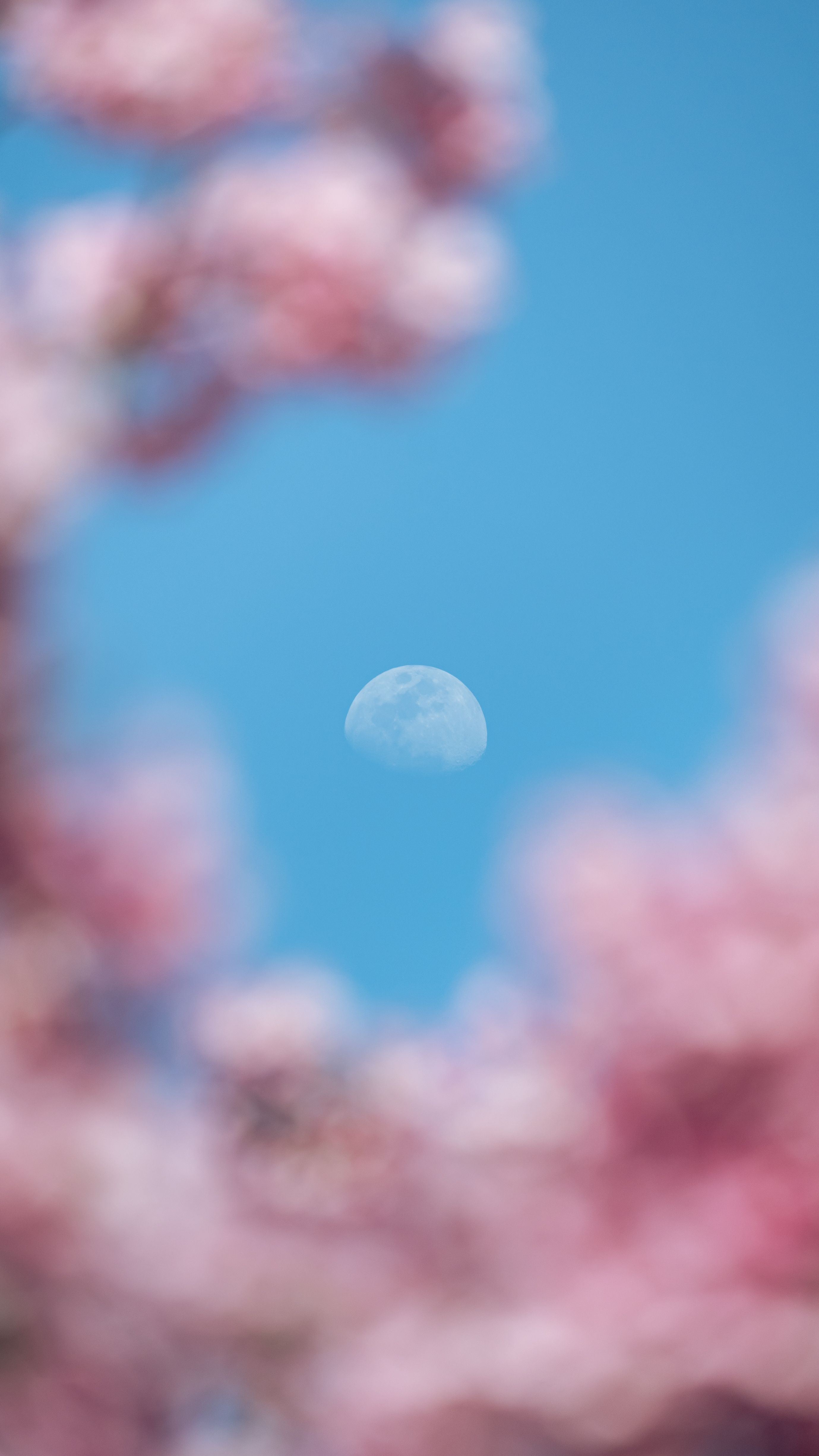 月亮被粉櫻的溫柔擁抱在碧藍天空手機桌布高清圖片