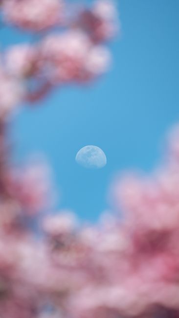 A Serene View Of The Moon Framed By Pink Cherry Blossoms Against A Bright Blue Sky. wallpaper preview