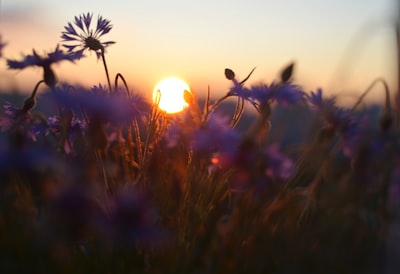 Sunset Illuminating Purple Cornflowers In A Serene Field. wallpaper preview