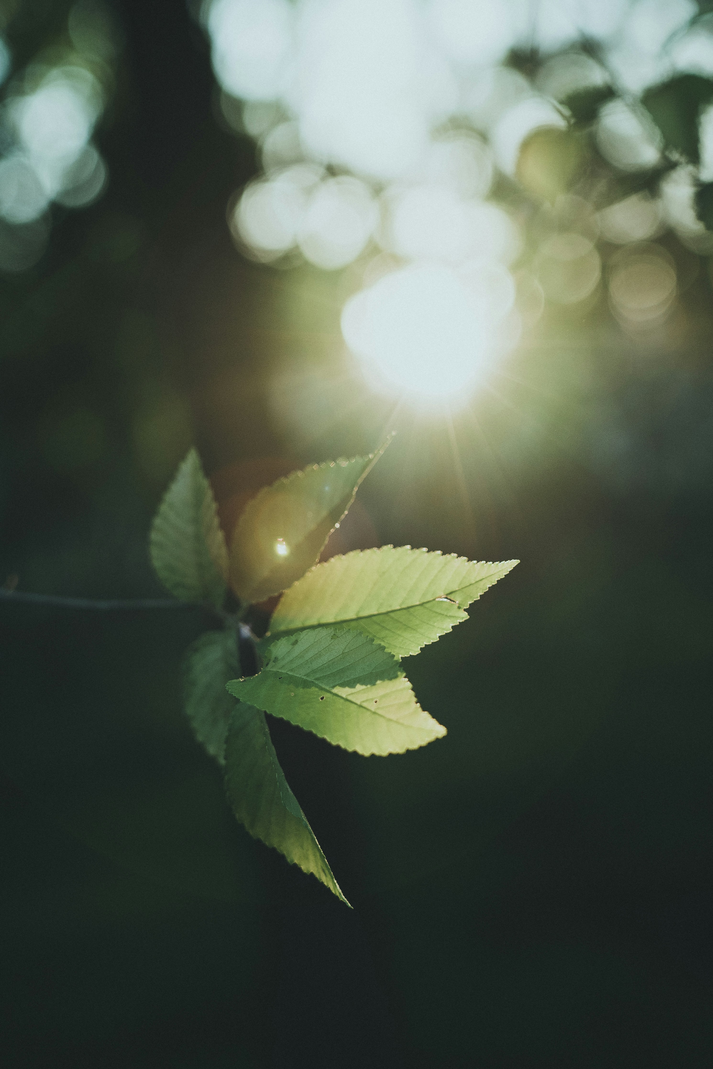 Leaves In The Backlight HD mobile wallpaper