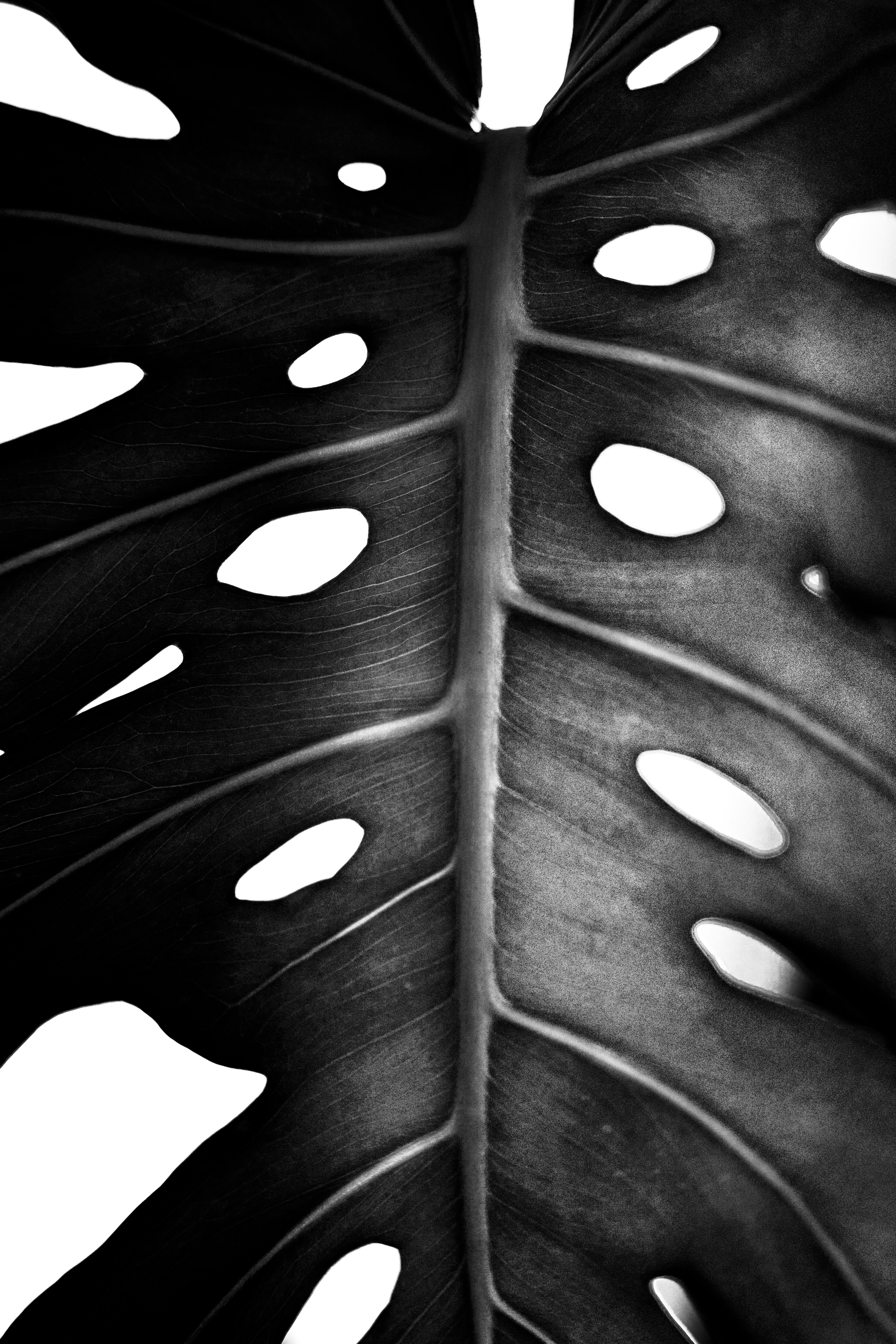 Monstera Deliciosa In BW HD mobile wallpaper