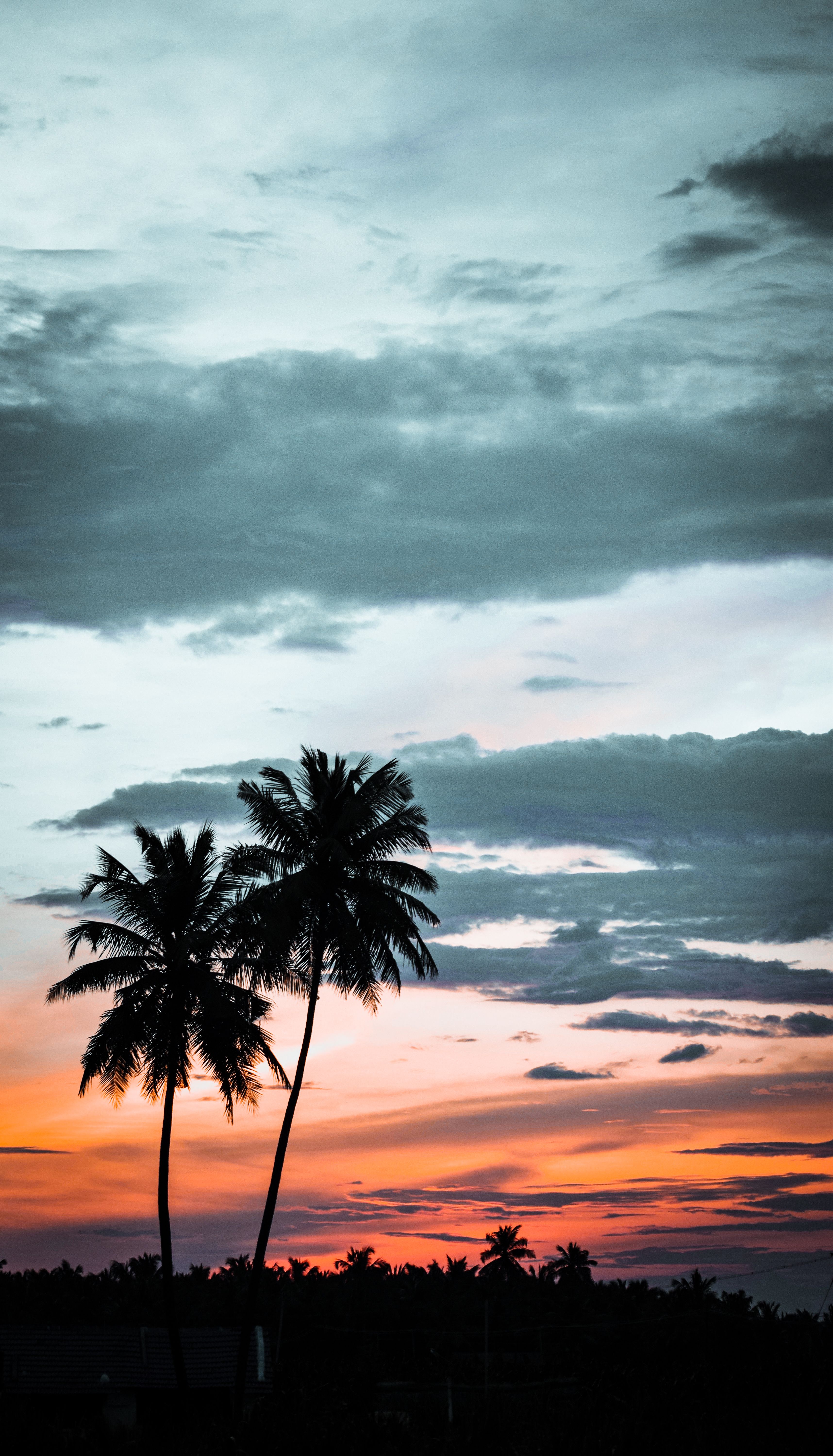 Silhouette Of Palm Trees Against A Stunning Sunset Sky With Colorful Clouds. HD mobile wallpaper