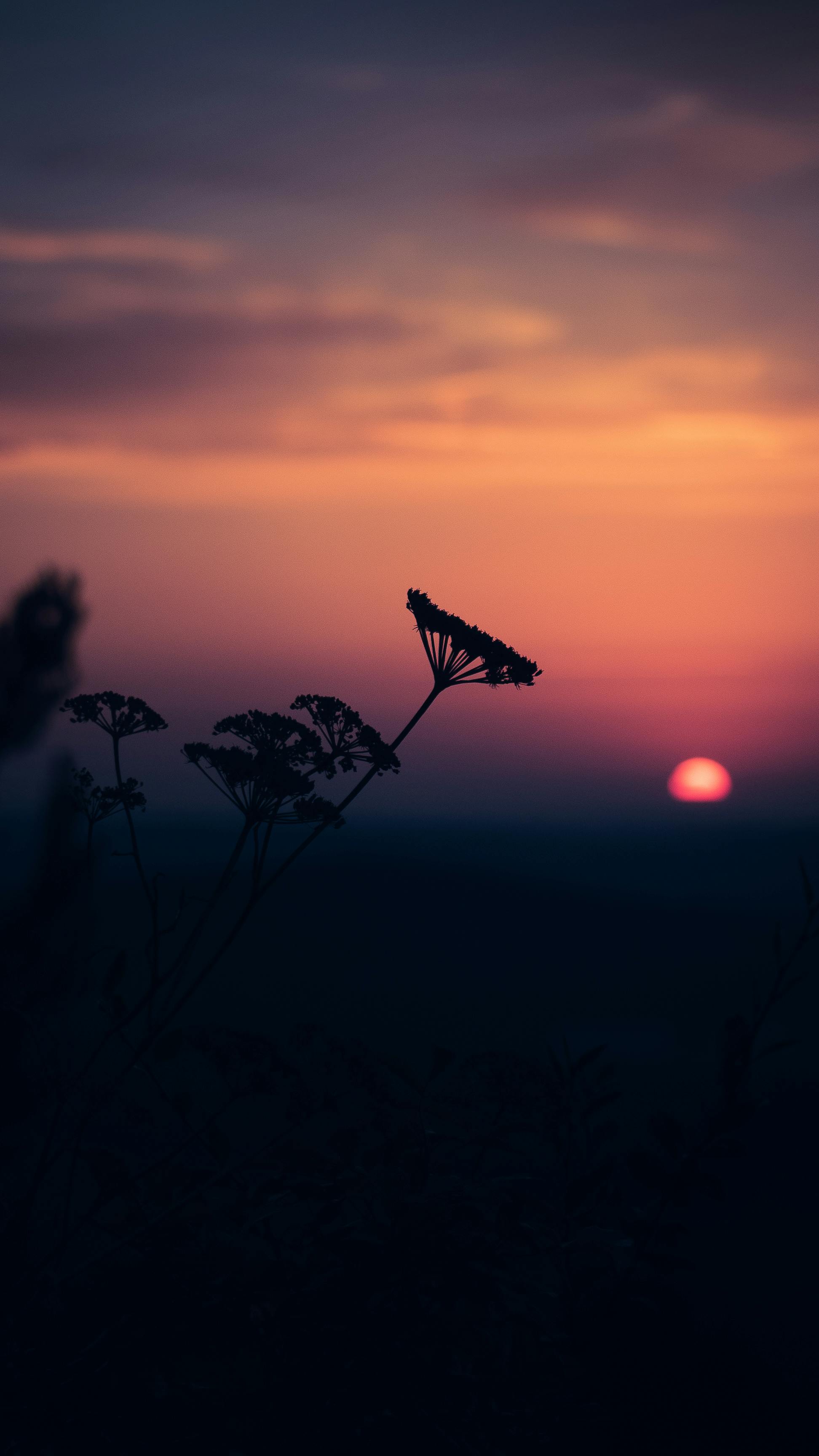 Captivating Silhouette Of Wildflowers With A Vibrant, Dramatic Sunset In The Background. HD mobile wallpaper