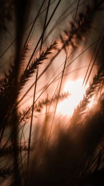 Close-up Of Wheat Stalks Silhouetted Against A Golden Sunset, Capturing Nature's Beauty. wallpaper preview