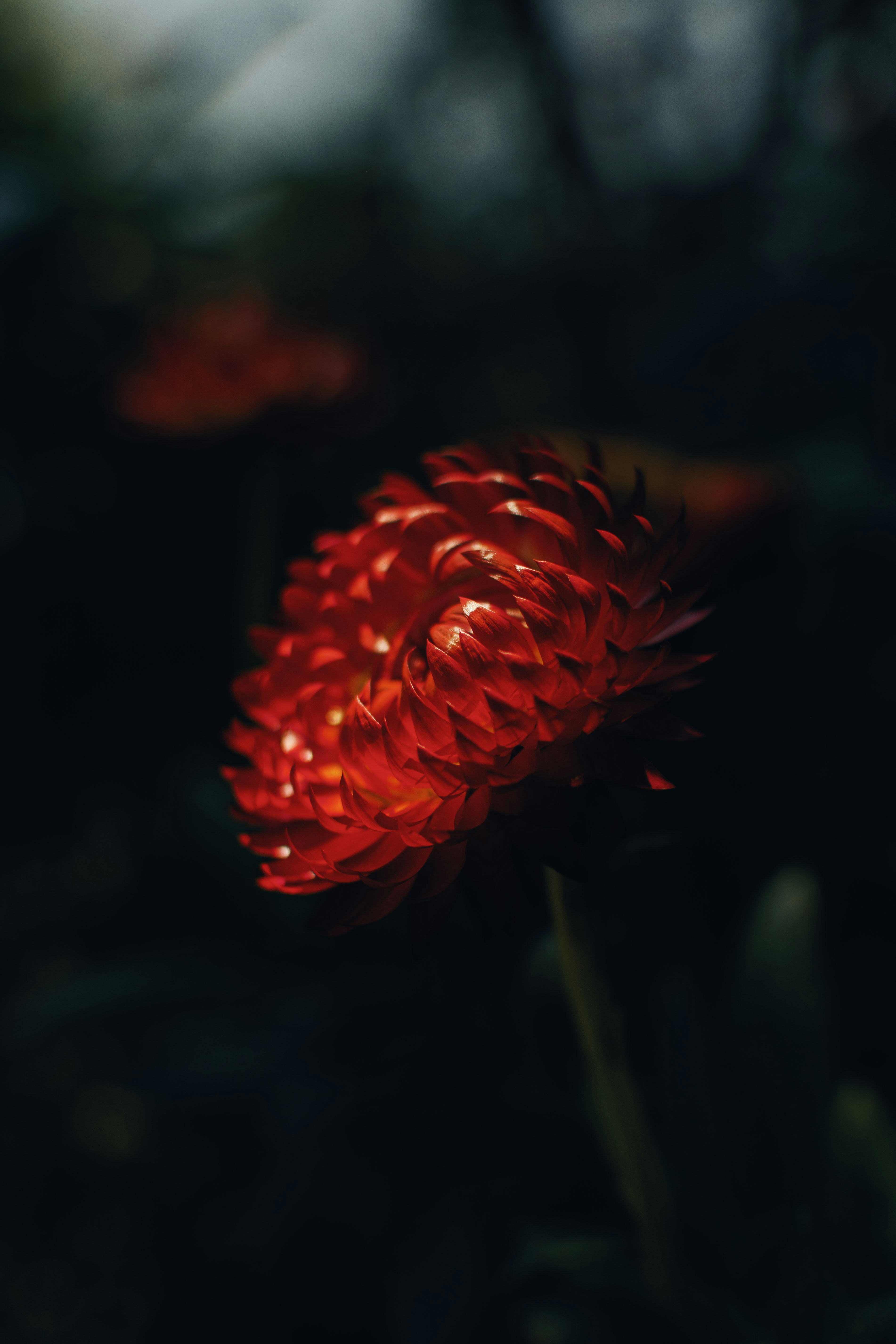 A Close-up Of A Vibrant Red Flower In Darkness HD mobile wallpaper