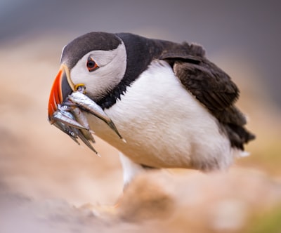 斯科默岛 puffins 与沙鳕壁纸预览