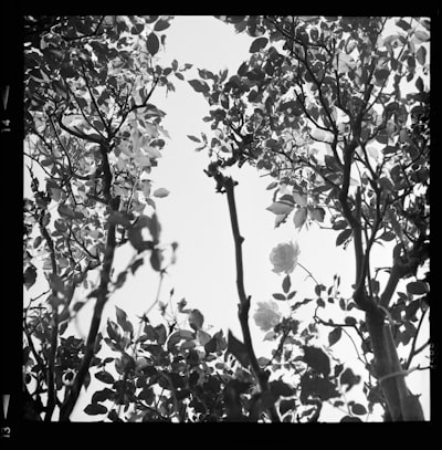 Grayscale Photo Of Leaves On Tree wallpaper preview