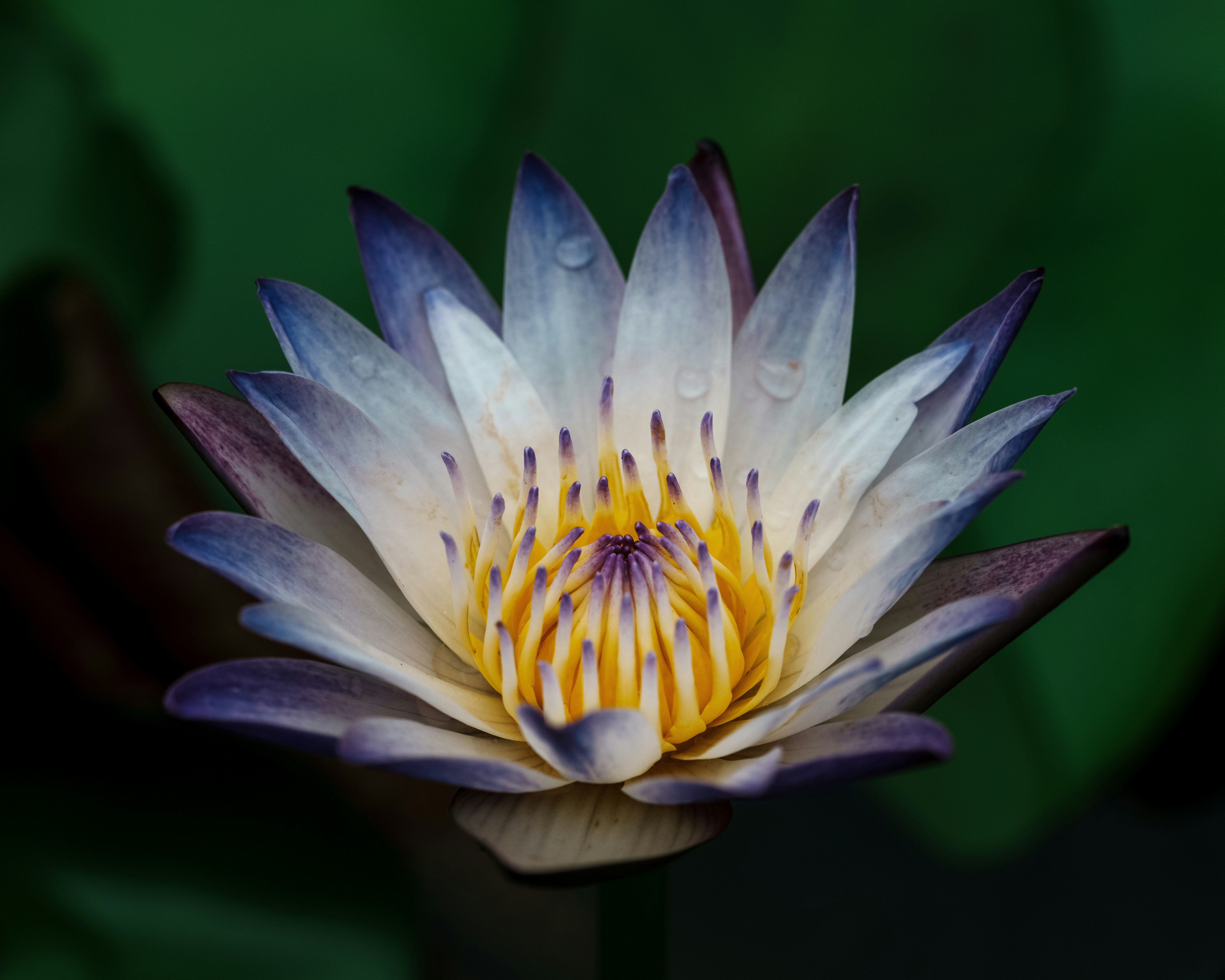 White And Purple Water Lily With A Vibrant Yellow Center. HD mobile wallpaper