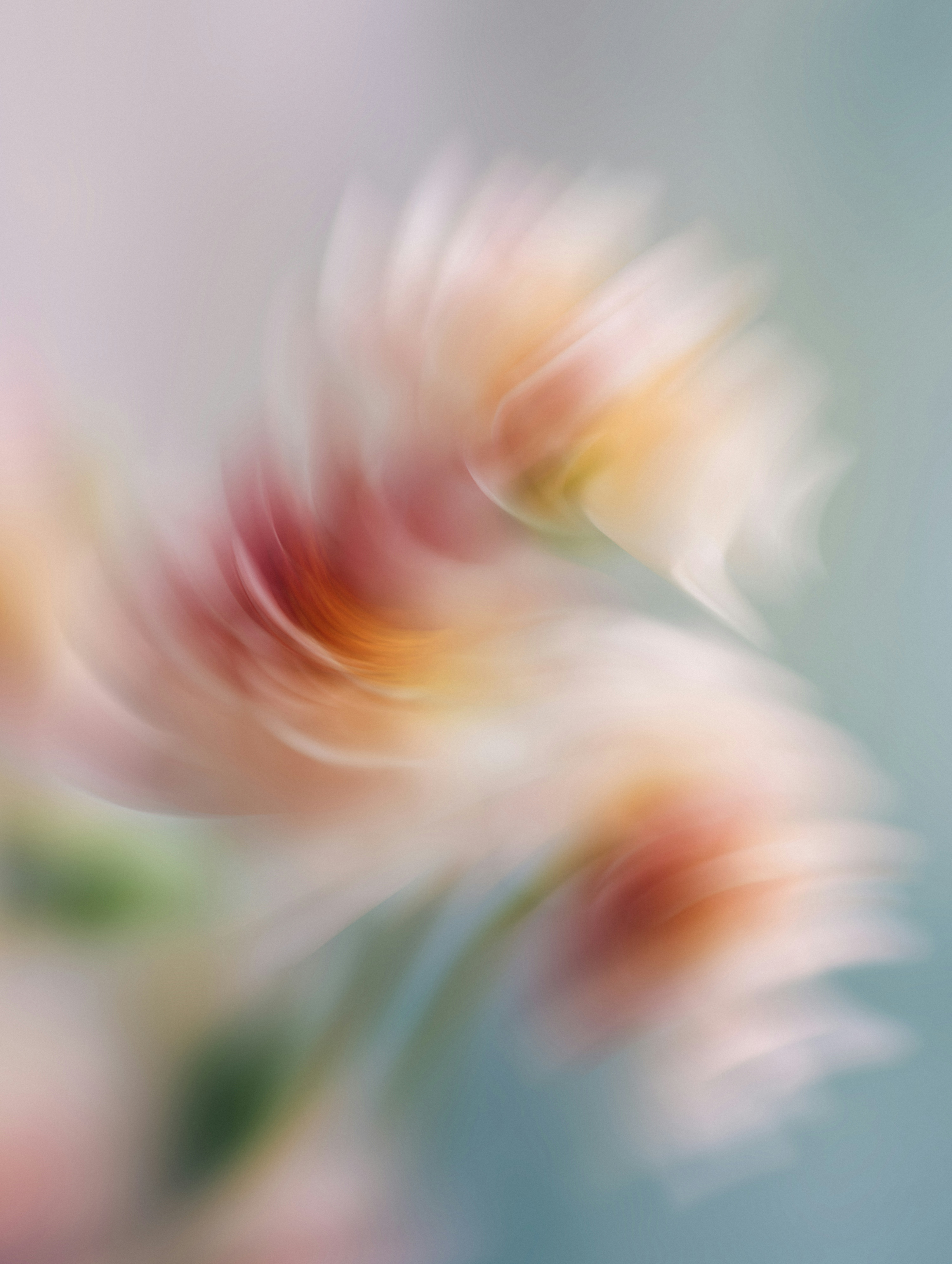 Https://planetvolumes.gumroad.com/l/Floral HD mobile wallpaper