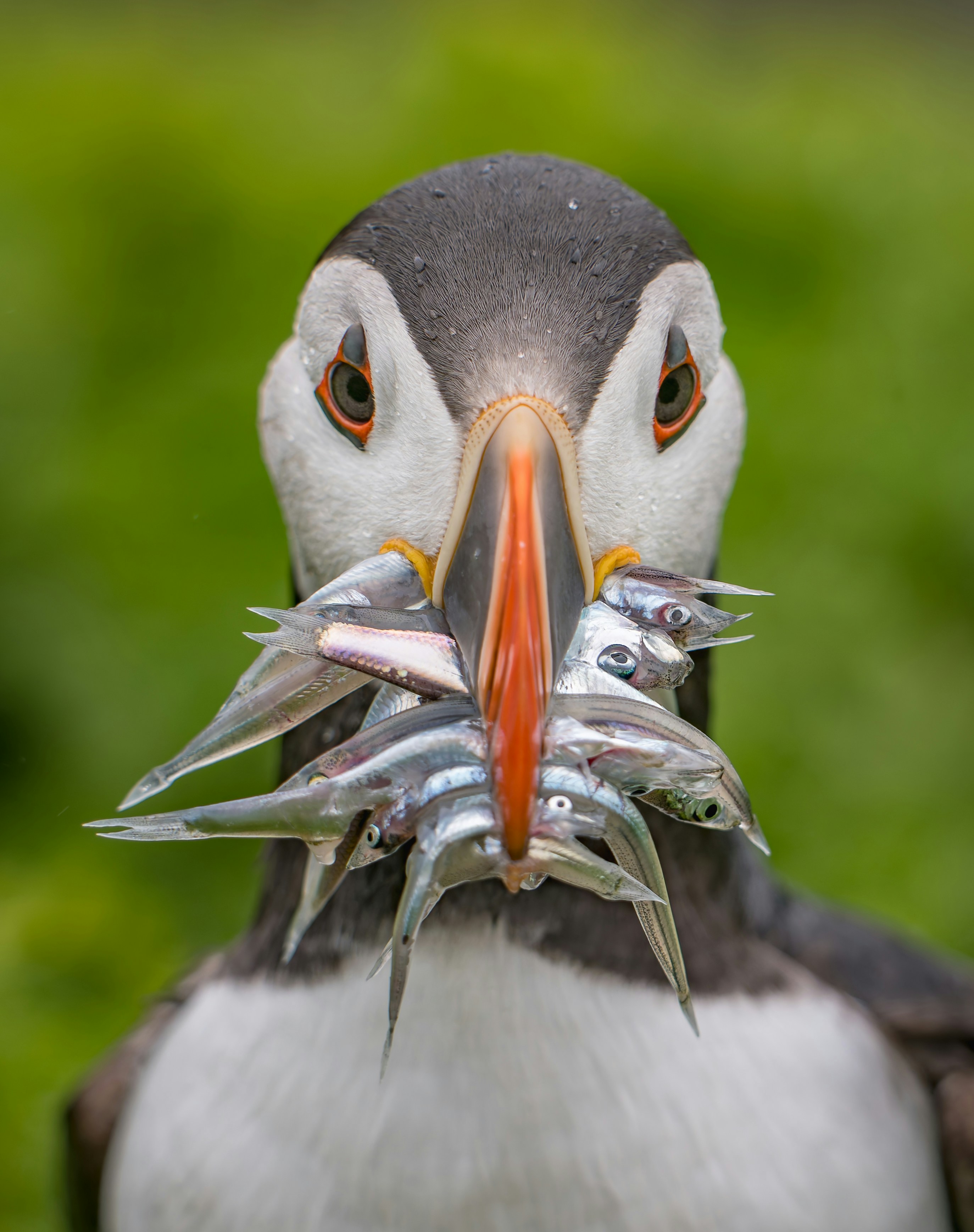 Catch Of The Day - Atlantic Puffin With Sand Eels On Magical Skomer Island HD mobile wallpaper
