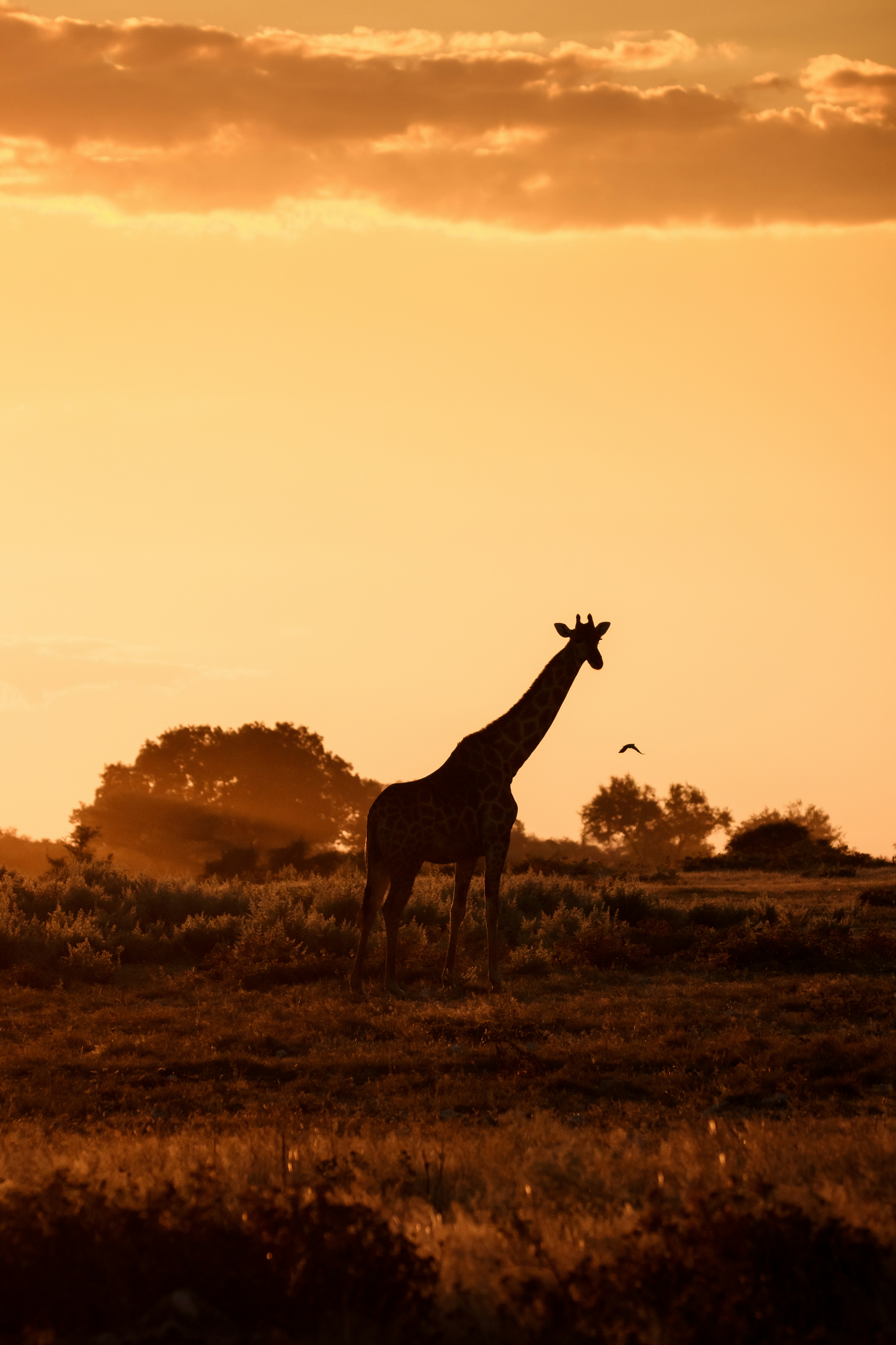 Majestic Giraffe Silhouetted Against A Golden African Sunset. HD mobile wallpaper
