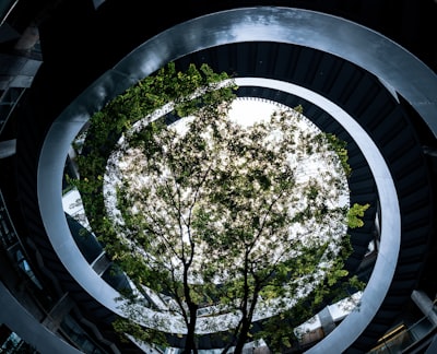Modern Spiraling Architecture Frames A Vibrant Green Tree From Below. wallpaper preview