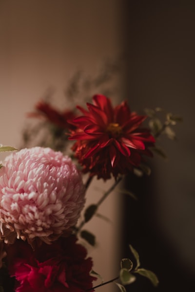 Beautiful Pink And Red Flowers In Soft Lighting. wallpaper preview