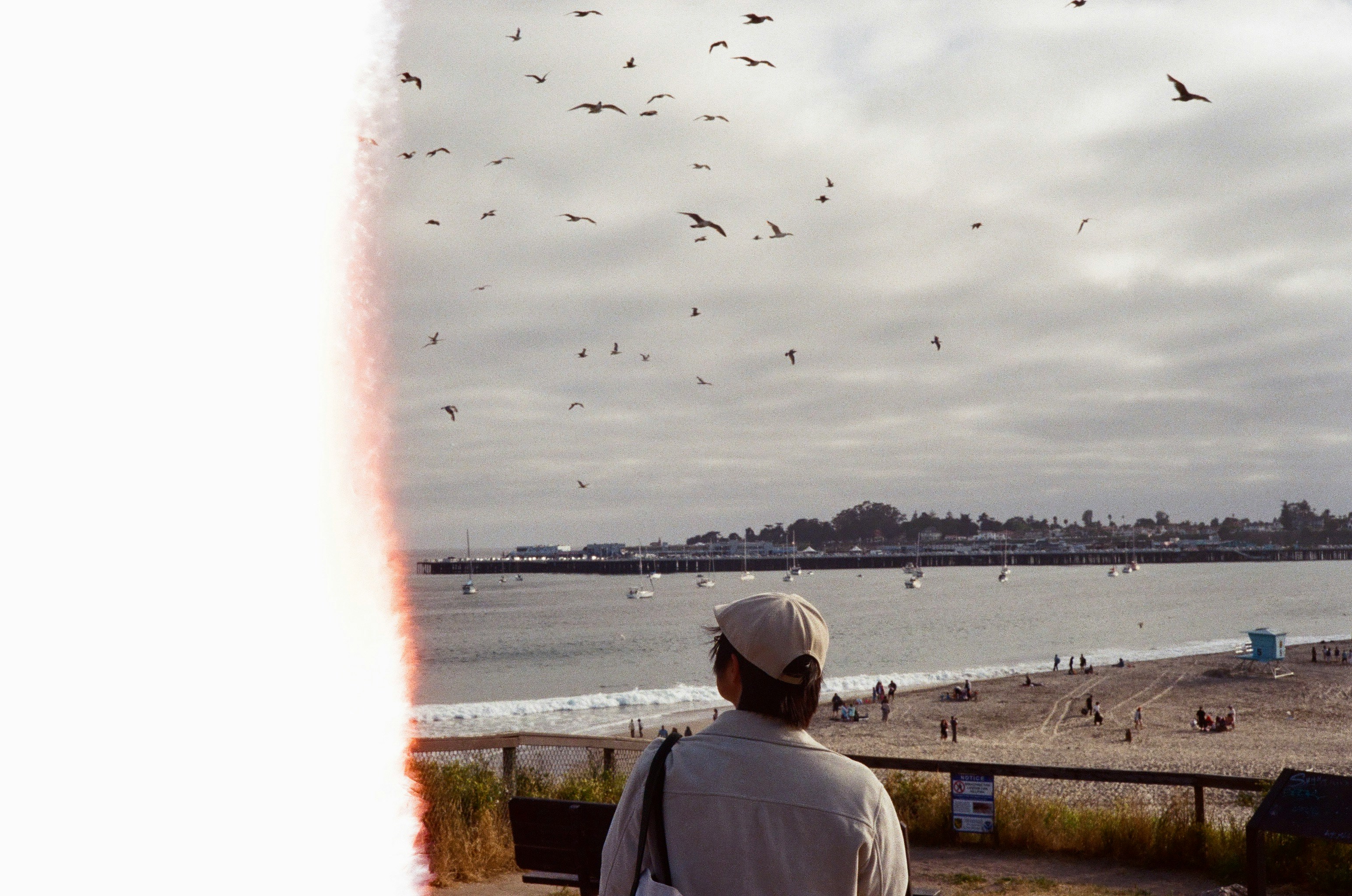 A Person Watches Birds Flying Over A Beach And Ocean. HD mobile wallpaper