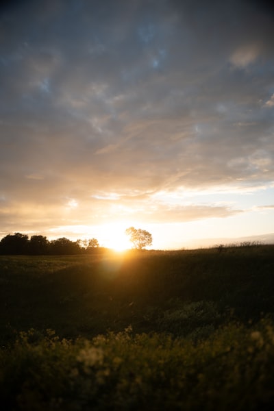 Golden Sunset Illuminates A Field And A Lone Tree. wallpaper preview