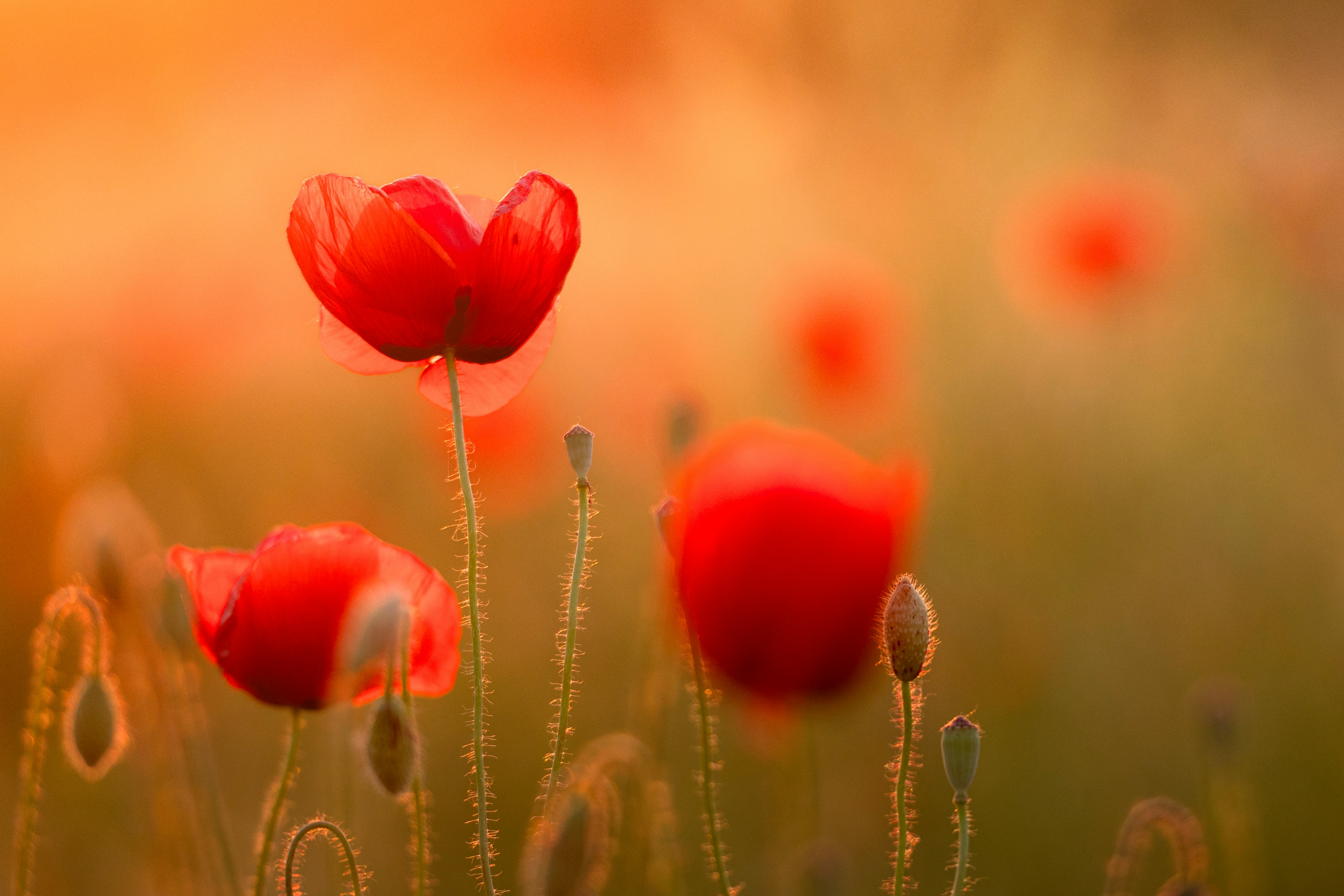 Vibrant Red Poppy Flowers Glowing In Warm Sunset Light. HD mobile wallpaper