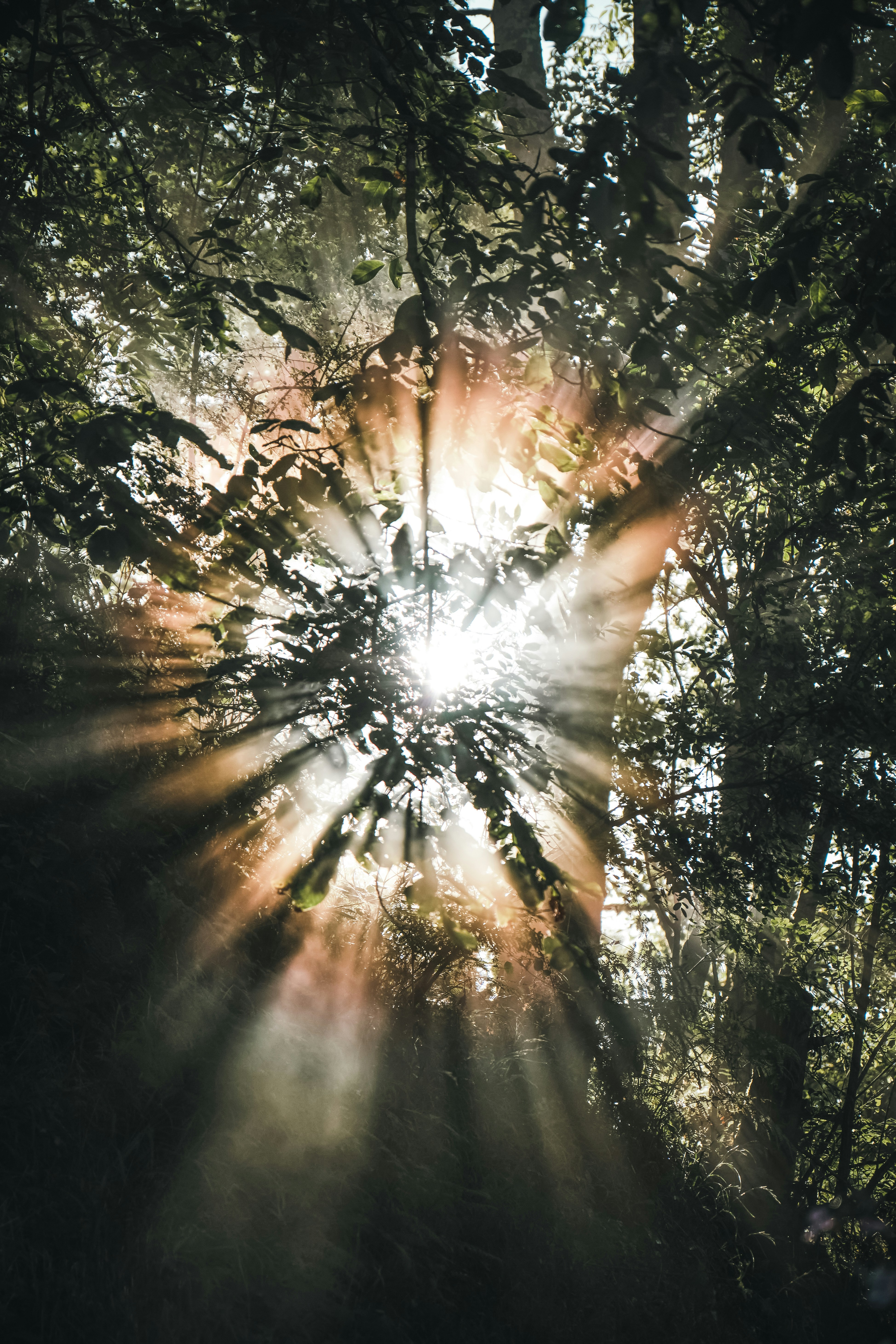 Golden Sun Rays Penetrate Misty Forest Canopy. HD mobile wallpaper