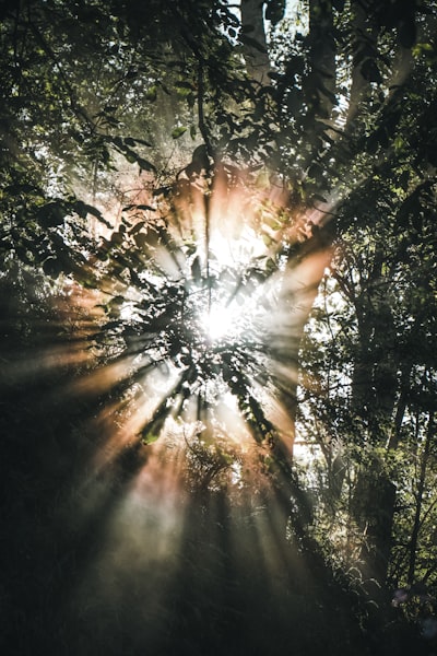 Golden Sun Rays Penetrate Misty Forest Canopy. wallpaper preview