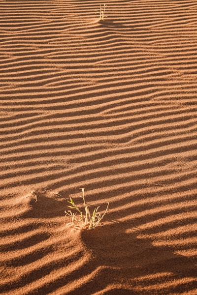 Desert Sand Dunes With Rippled Patterns And Sparse Green Grass. wallpaper preview