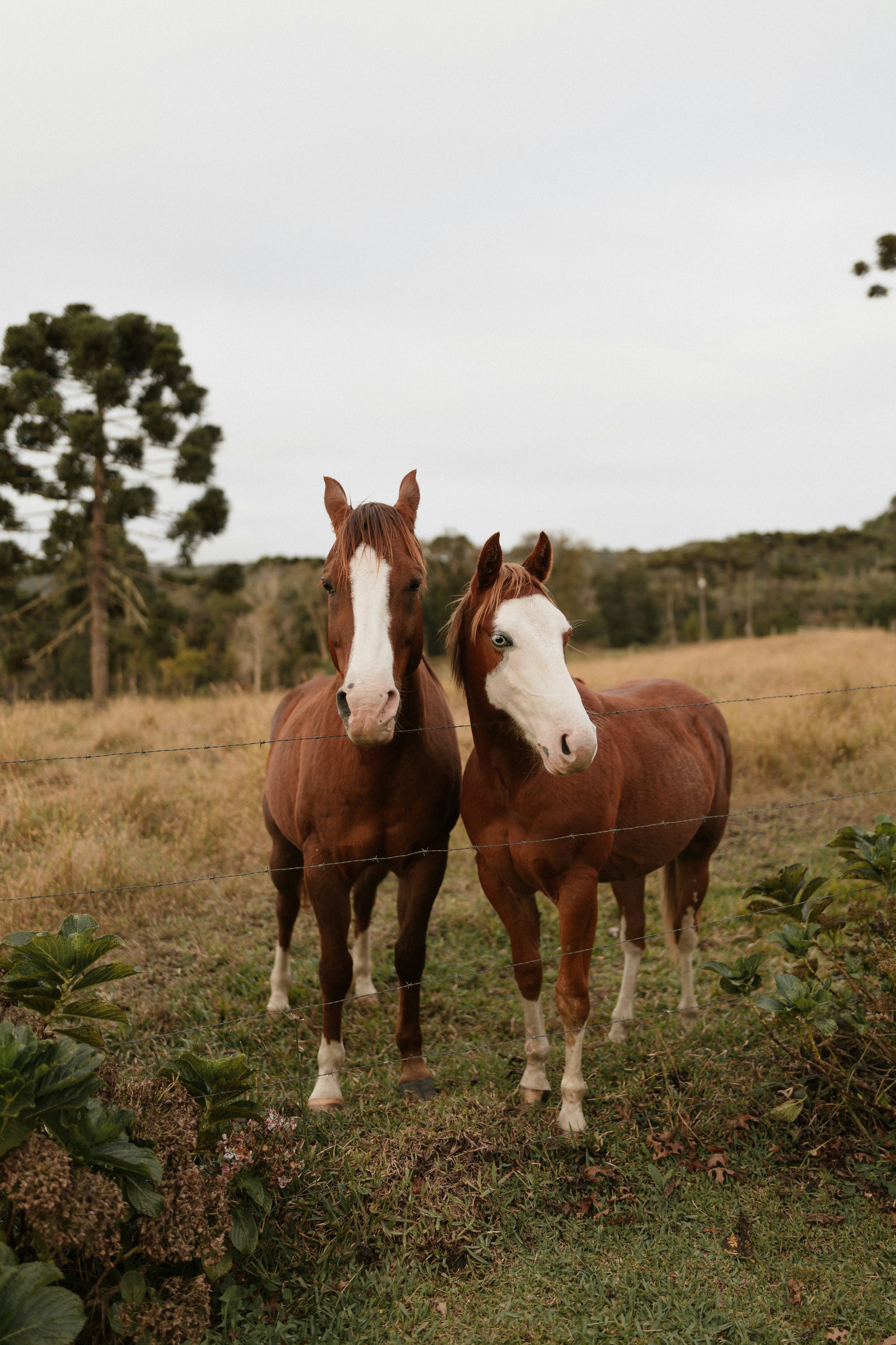 Two Brown Horses With White Faces In A Field. HD mobile wallpaper