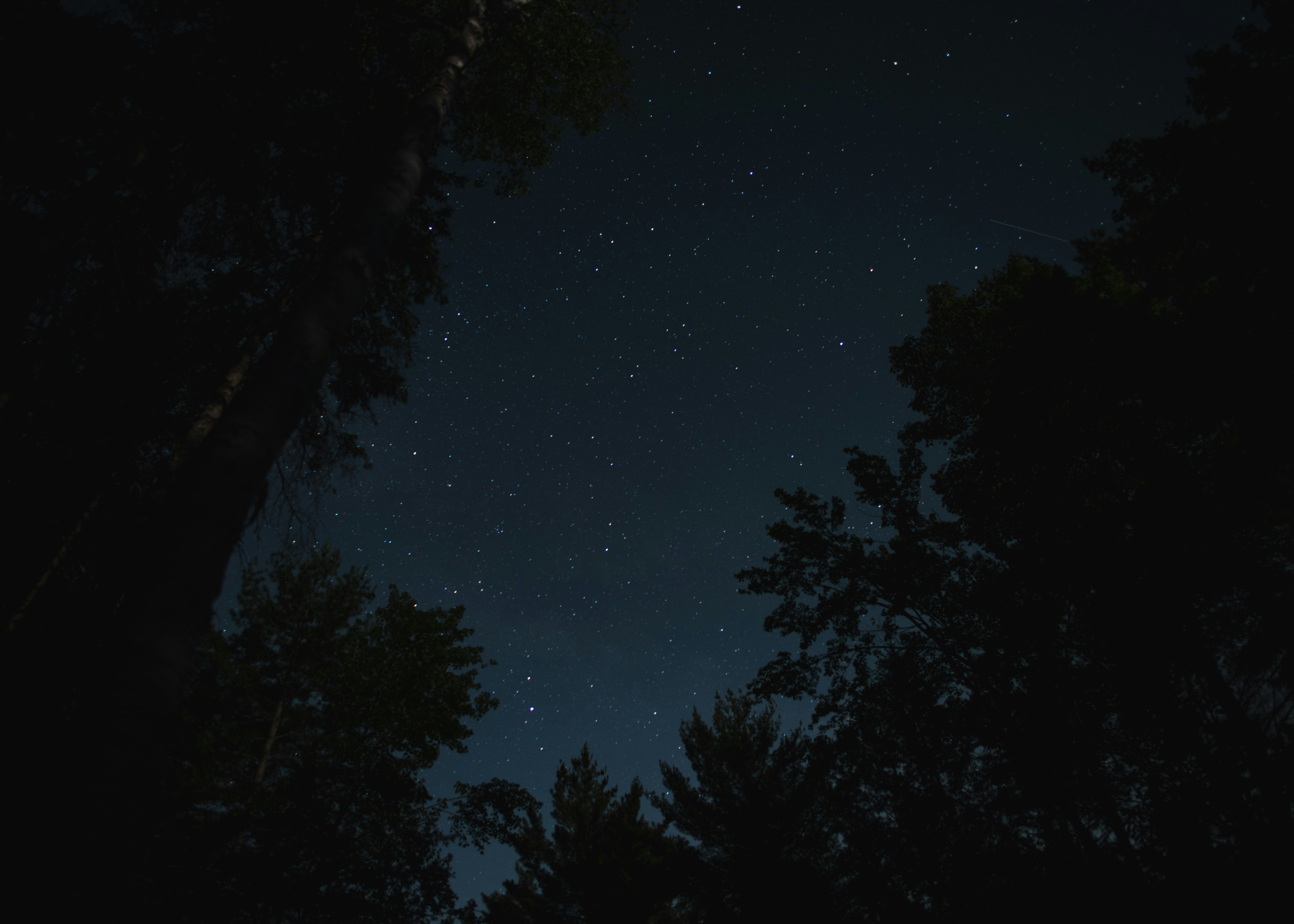 夜空中的繁星透過黑暗的樹影下的薄霧手機桌布高清圖片