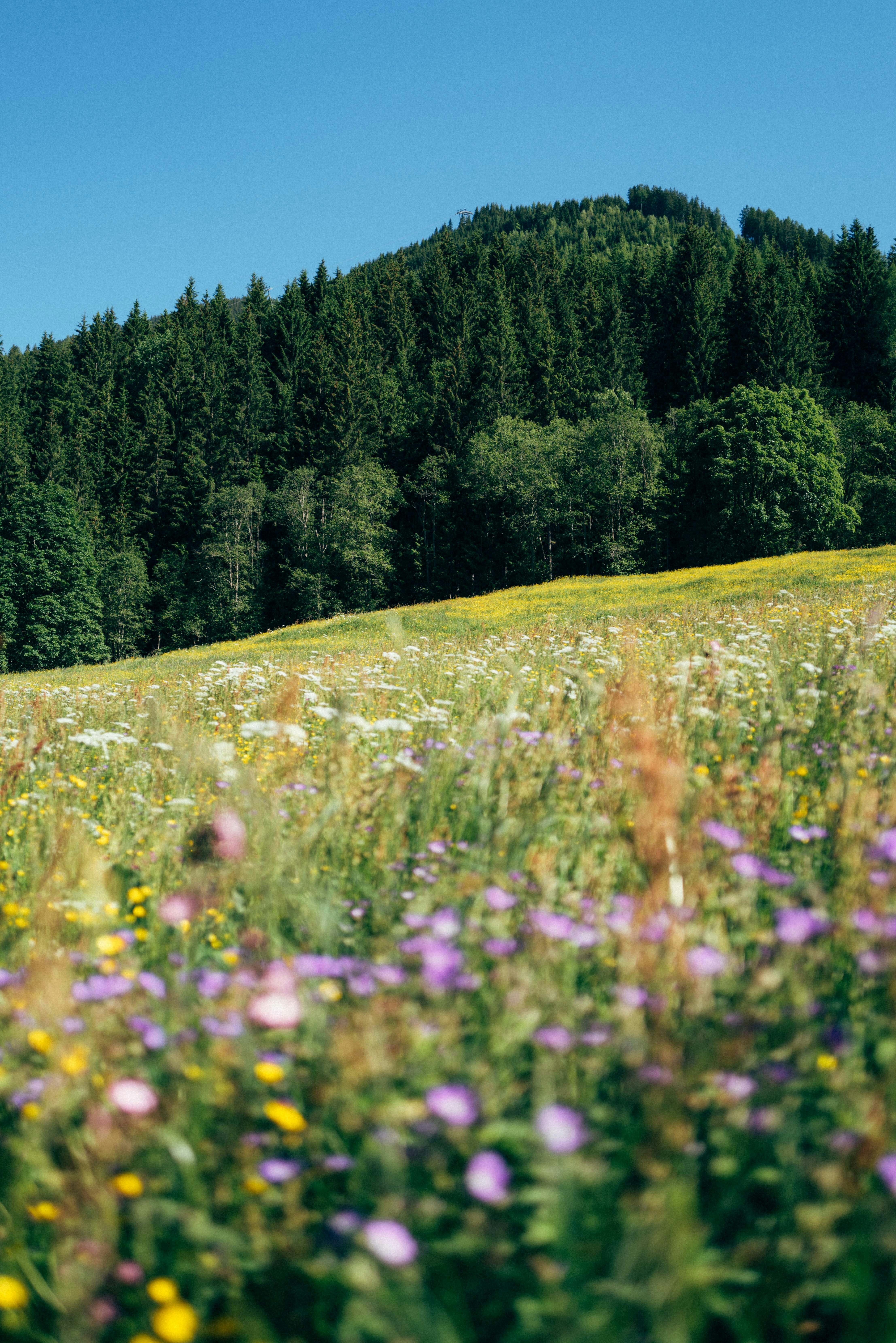 Wildflower Meadow With A Lush Green Forest Under Blue Sky. HD mobile wallpaper