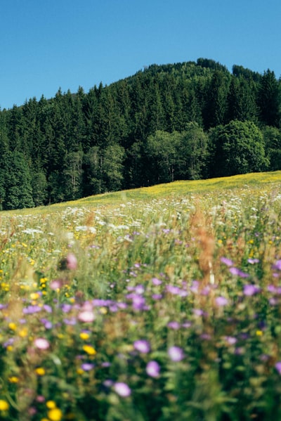 Wildflower Meadow With A Lush Green Forest Under Blue Sky. wallpaper preview